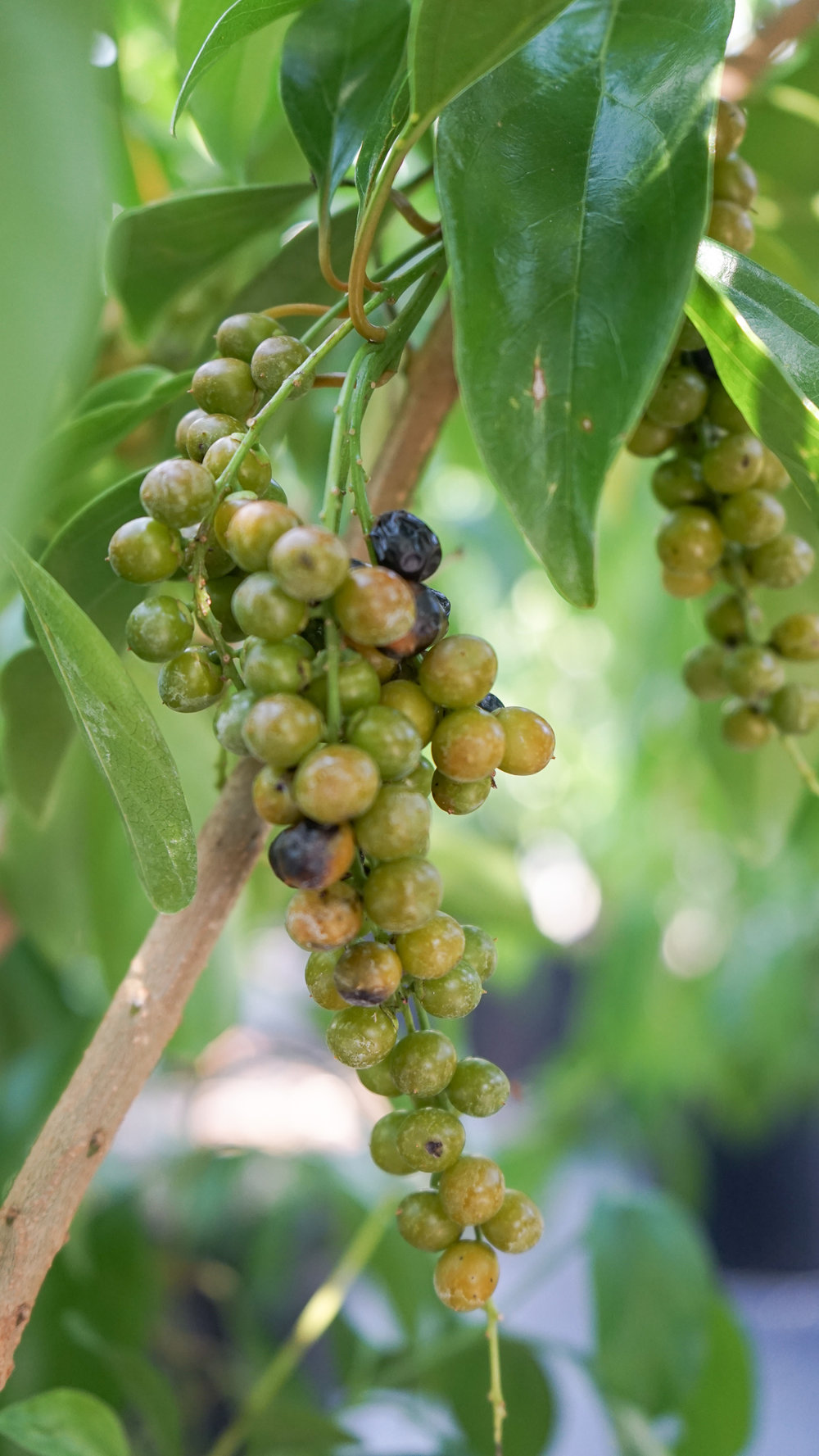 Plant Creations Inc. Nursery Florida Fiddlewood Citharexylum spinosum