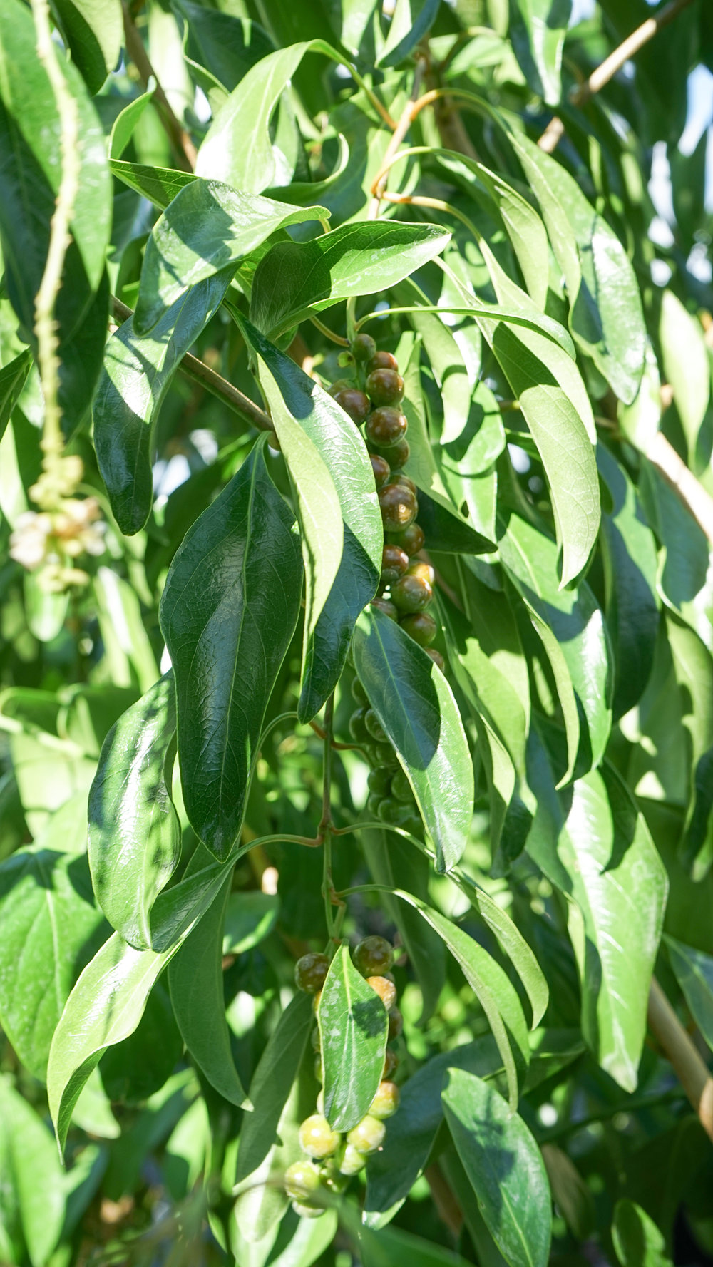 Plant Creations Inc. Nursery Florida Fiddlewood Citharexylum spinosum