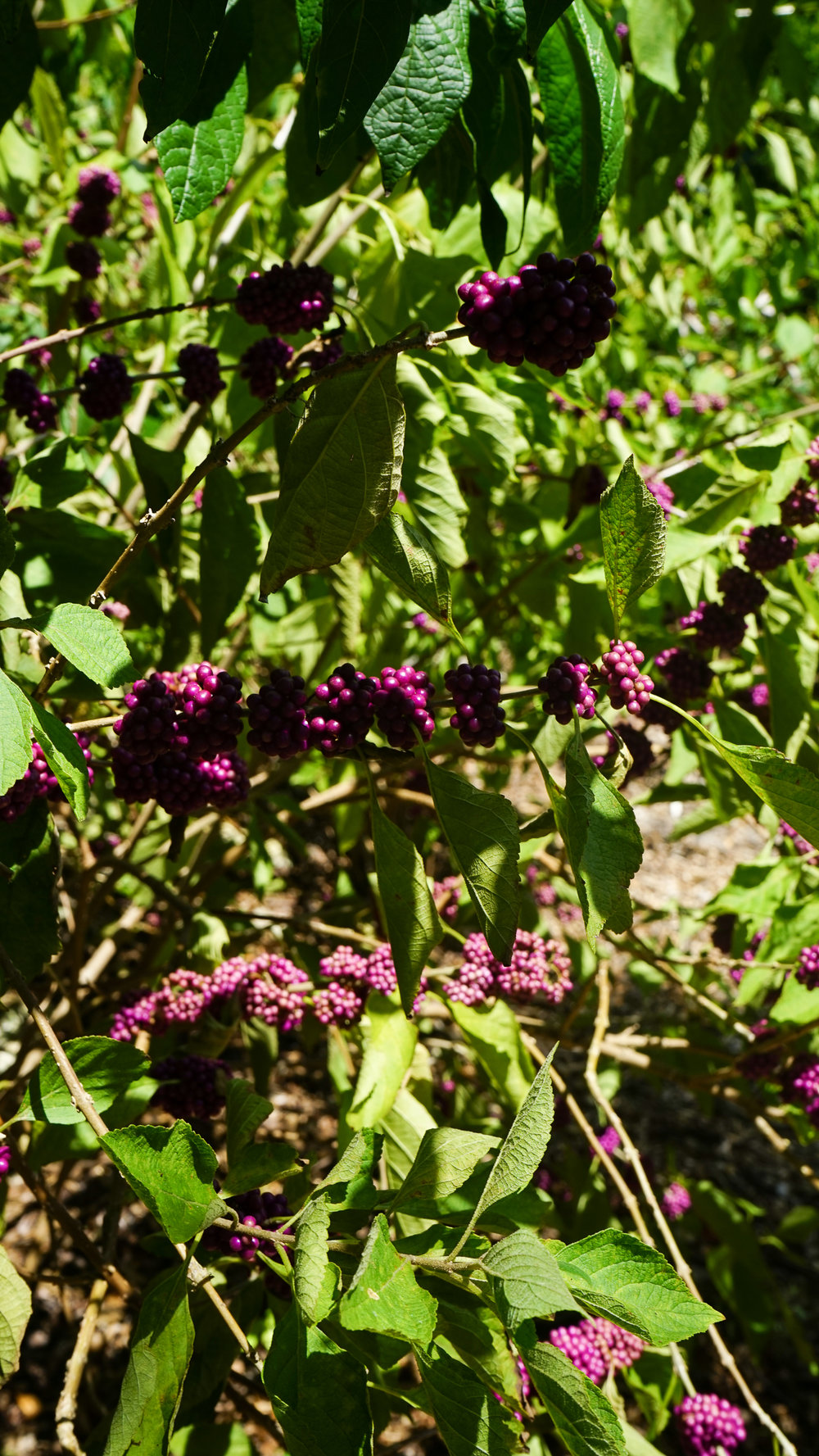 Plant Creations Nursery American Beautyberry Callicarpa americana