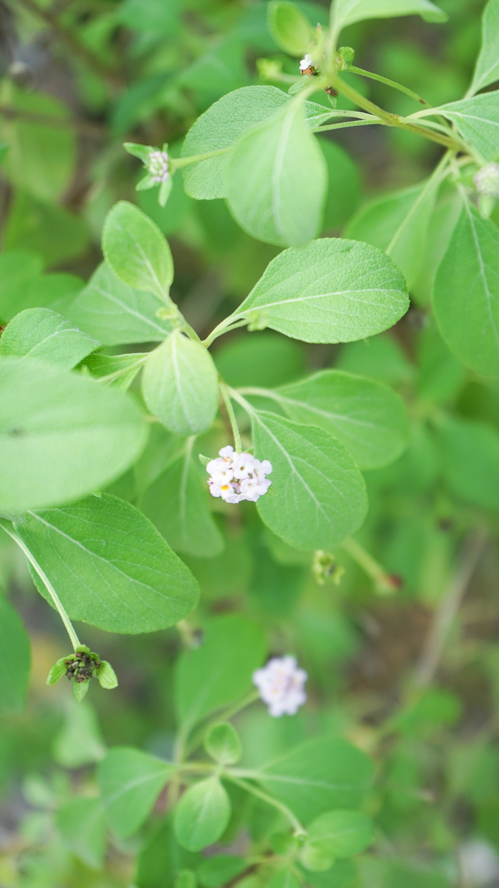 Plant Creations Nursery Wild Sage Lantana involucrata