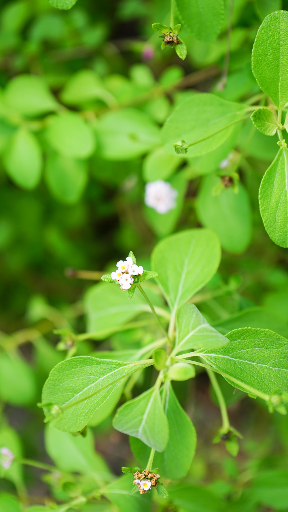 Plant Creations Nursery Wild Sage Lantana involucrata