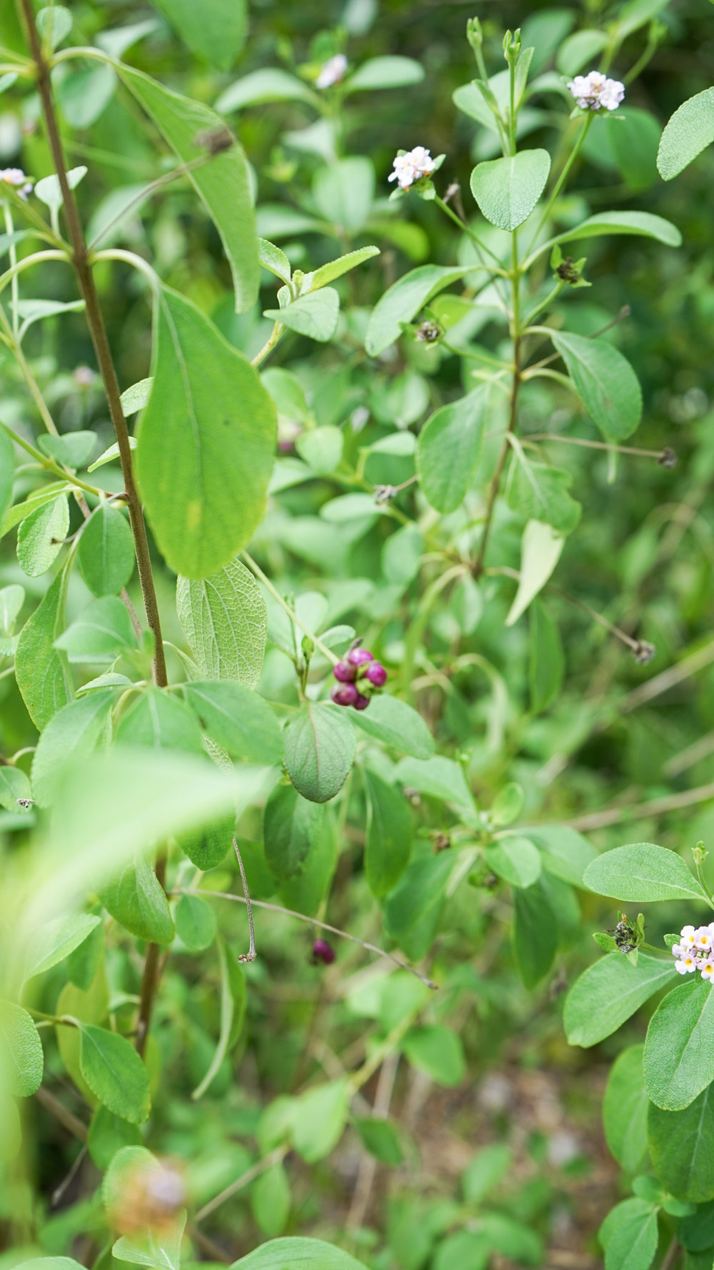 Plant Creations Nursery Wild Sage Lantana involucrata