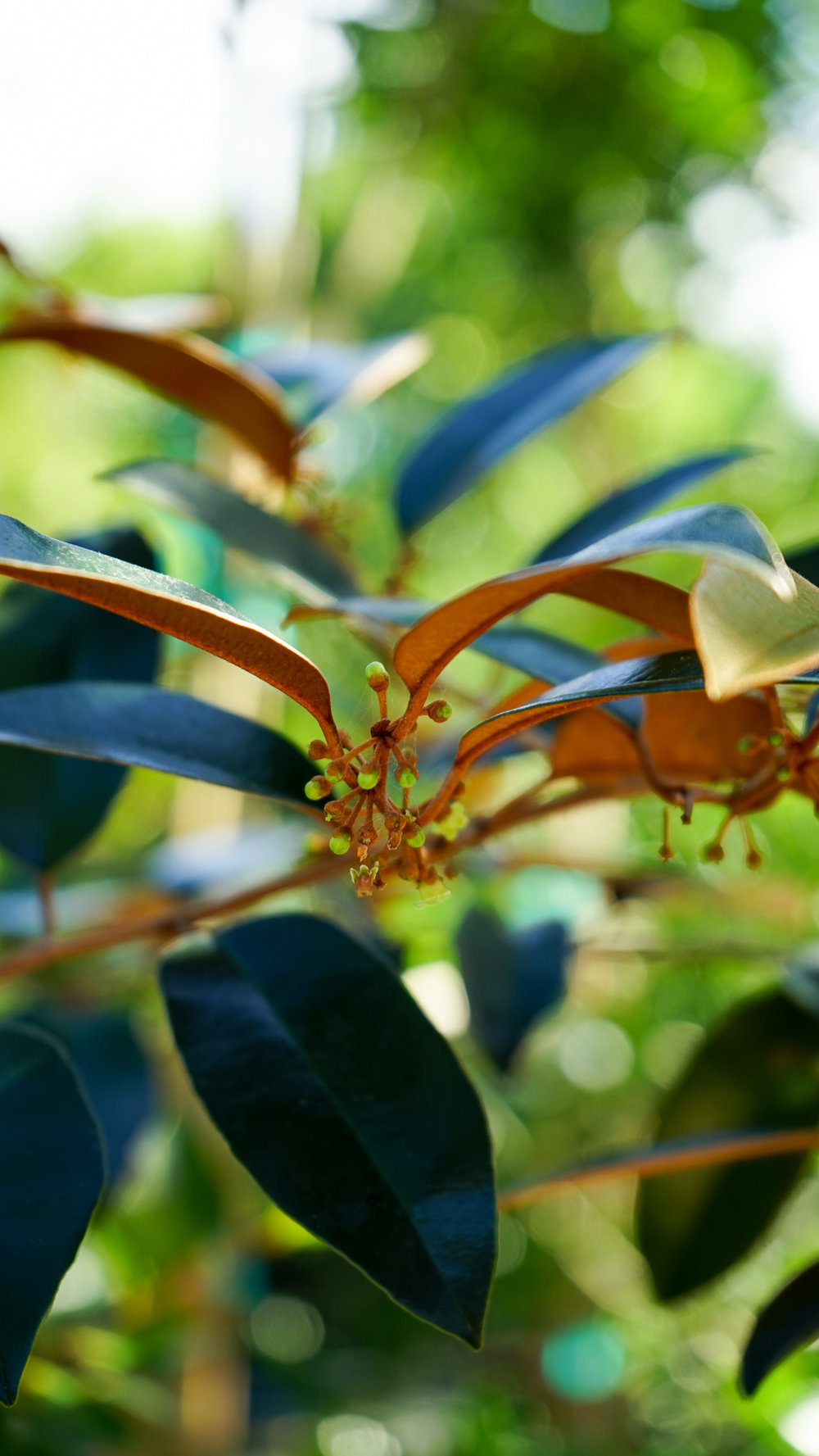 Plant Creations Inc. Nursery Satinleaf Chrysophyllum oliviforme (4 of 8).jpg