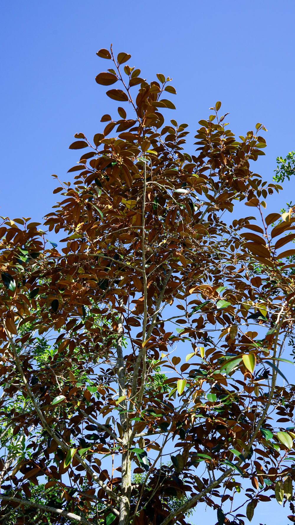 Plant Creations Inc. Nursery Satinleaf Chrysophyllum oliviforme (8 of 8).jpg