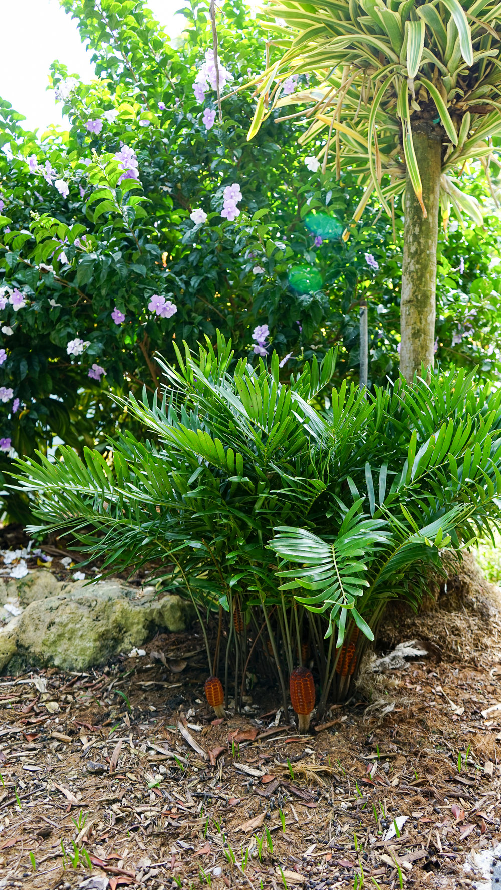 Plant Creations Inc. Nursery  Coontie Zamia pumila