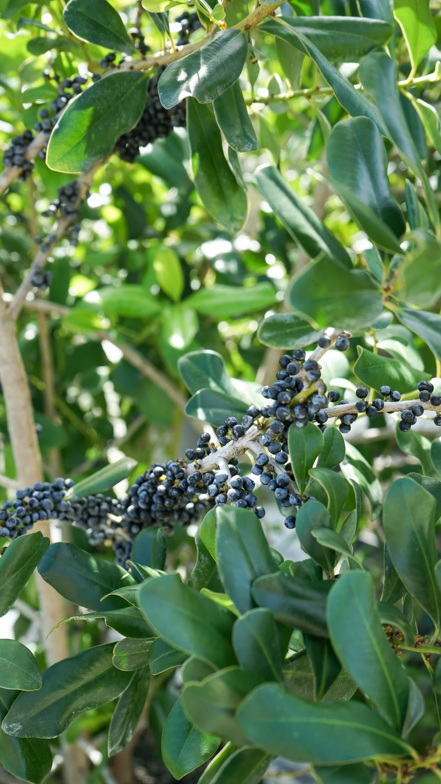Plant Creations Inc. Nursery  Myrsine Cubana Rapanea punctata