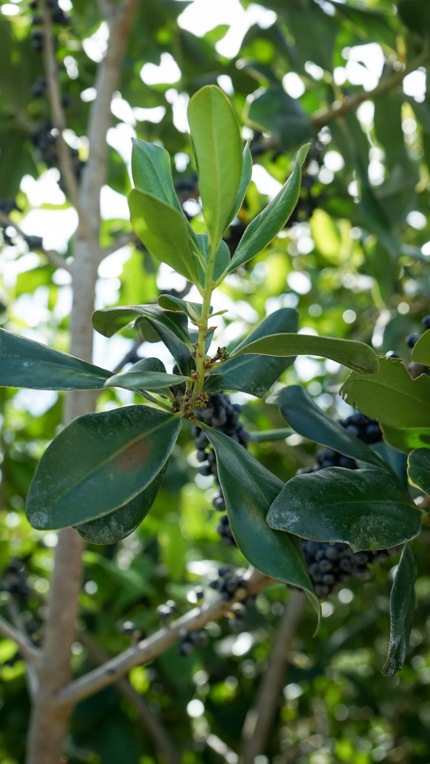 Rapanea Punctata Myrsine Cubana (Rapanea punctata) — Plant Creations