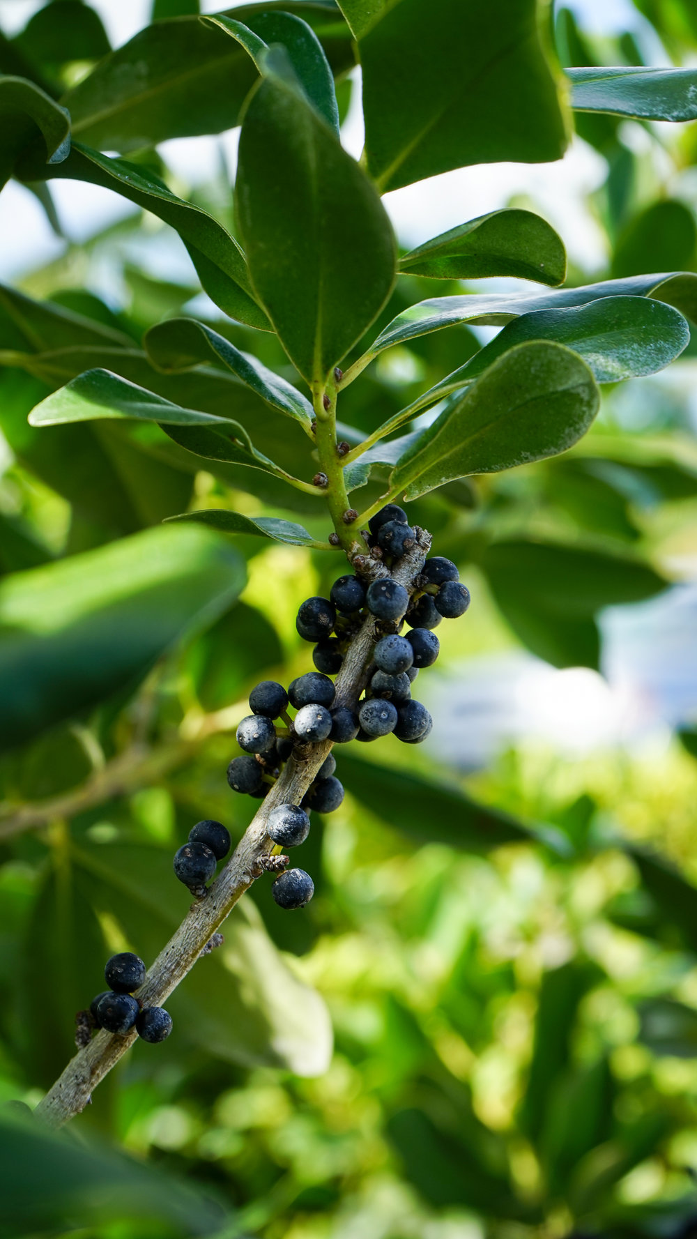 Plant Creations Inc. Nursery  Myrsine Cubana Rapanea punctata