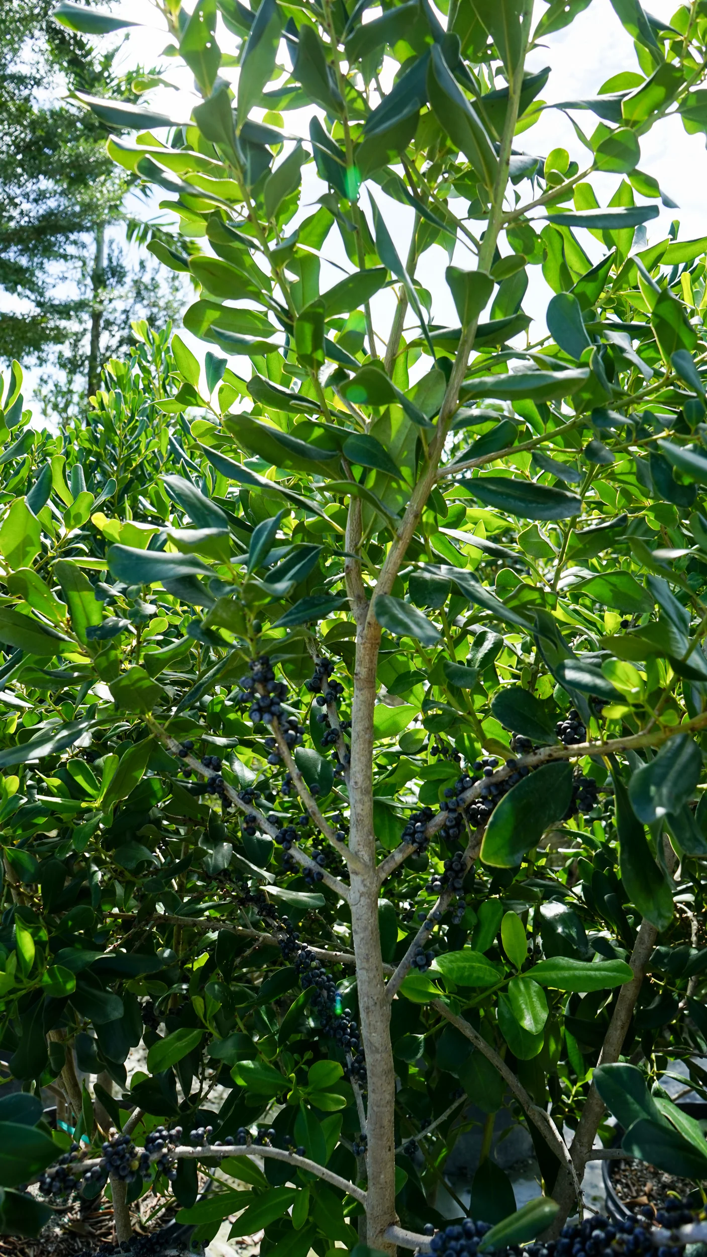 Rapanea Punctata Myrsine Cubana (Rapanea punctata) — Plant Creations