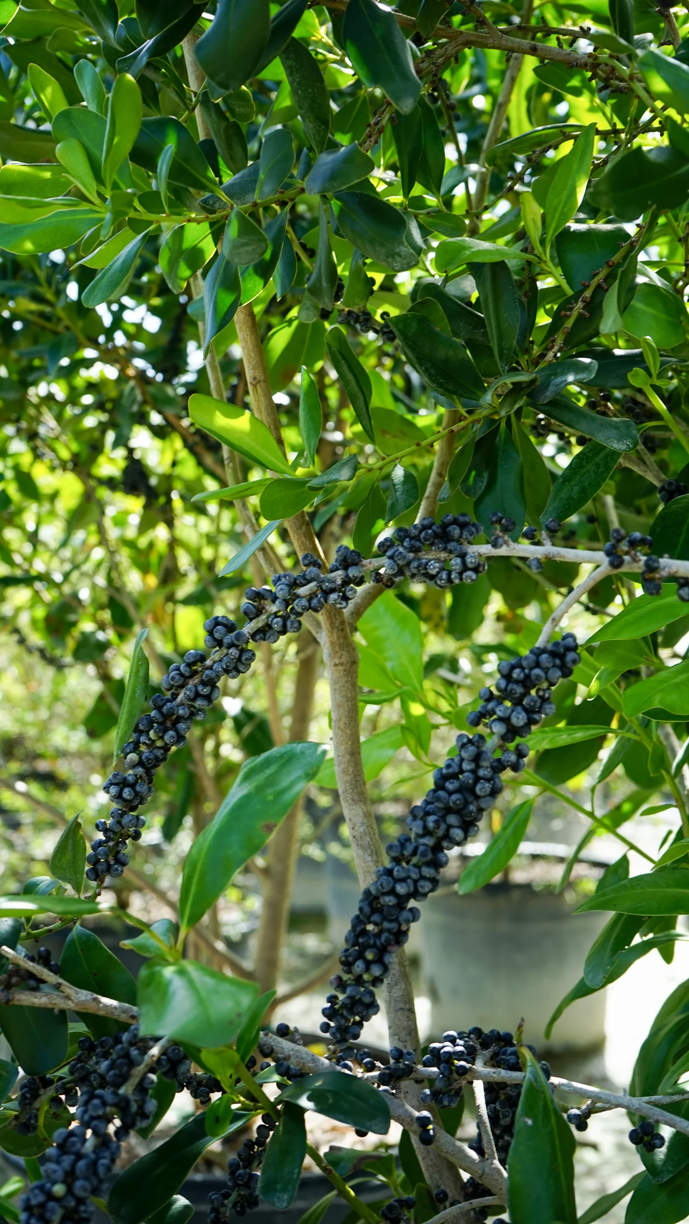 Rapanea Punctata Myrsine Cubana (Rapanea punctata) — Plant Creations