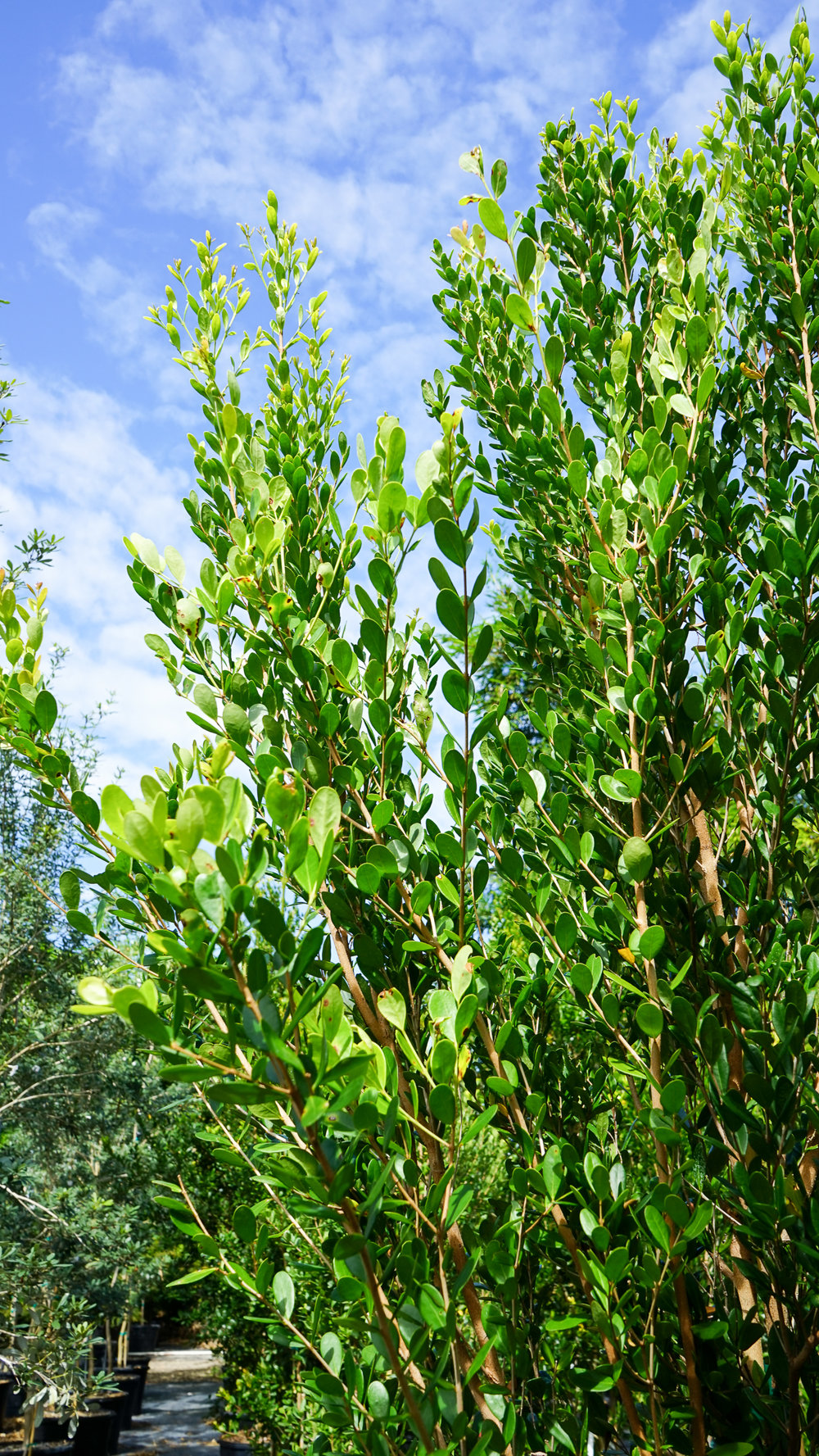 Plant Creations Inc. Nursery  Spanish Stopper Eugenia foetida