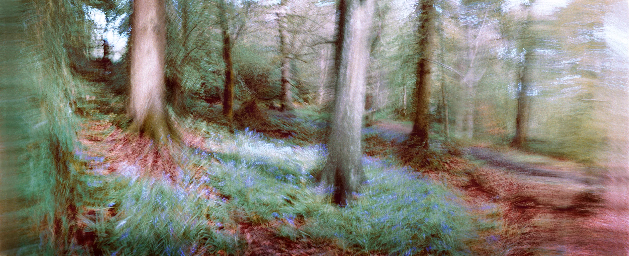 Merrions Wood, 2010