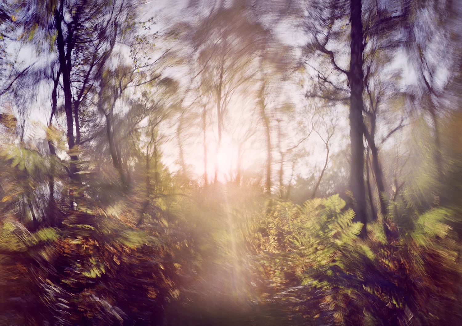 Brockton Coppice, Cannock Chase, 2014