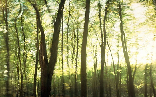 Art in Salutogenic Design