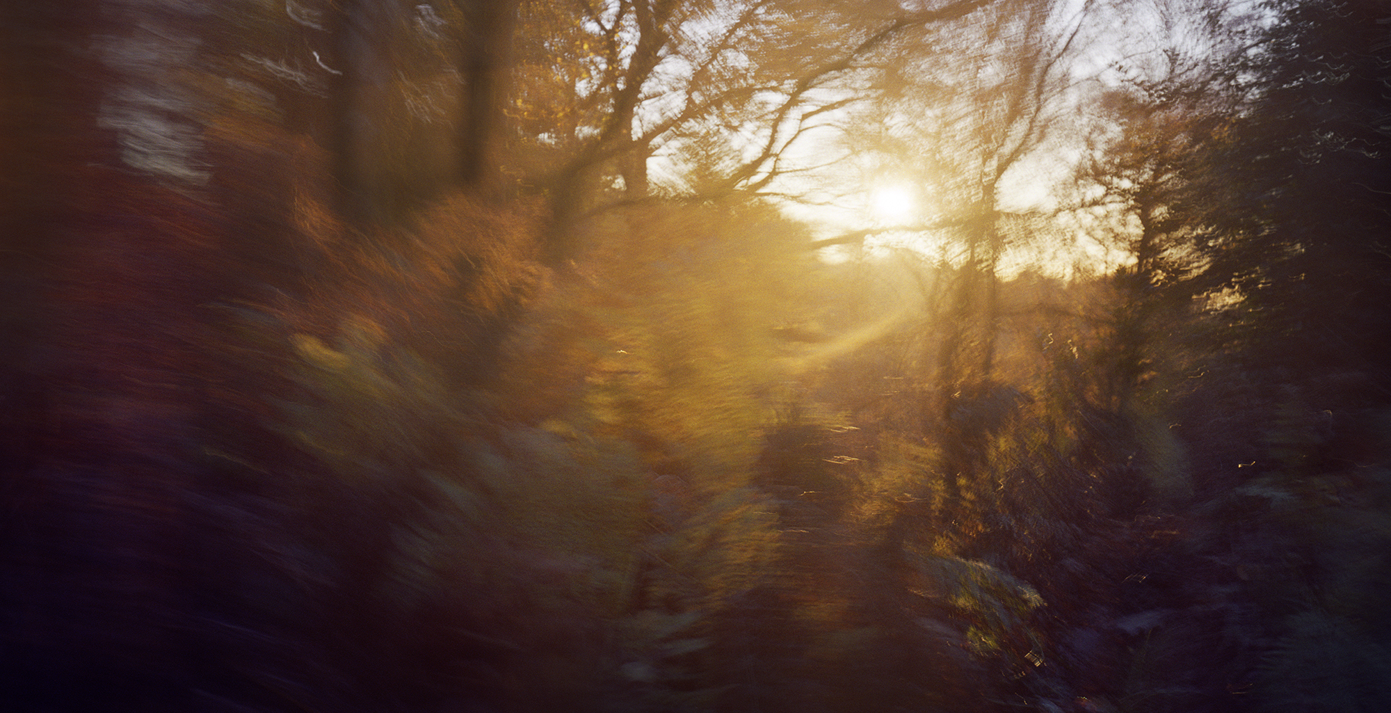 Cannock_chase_dawn.jpg