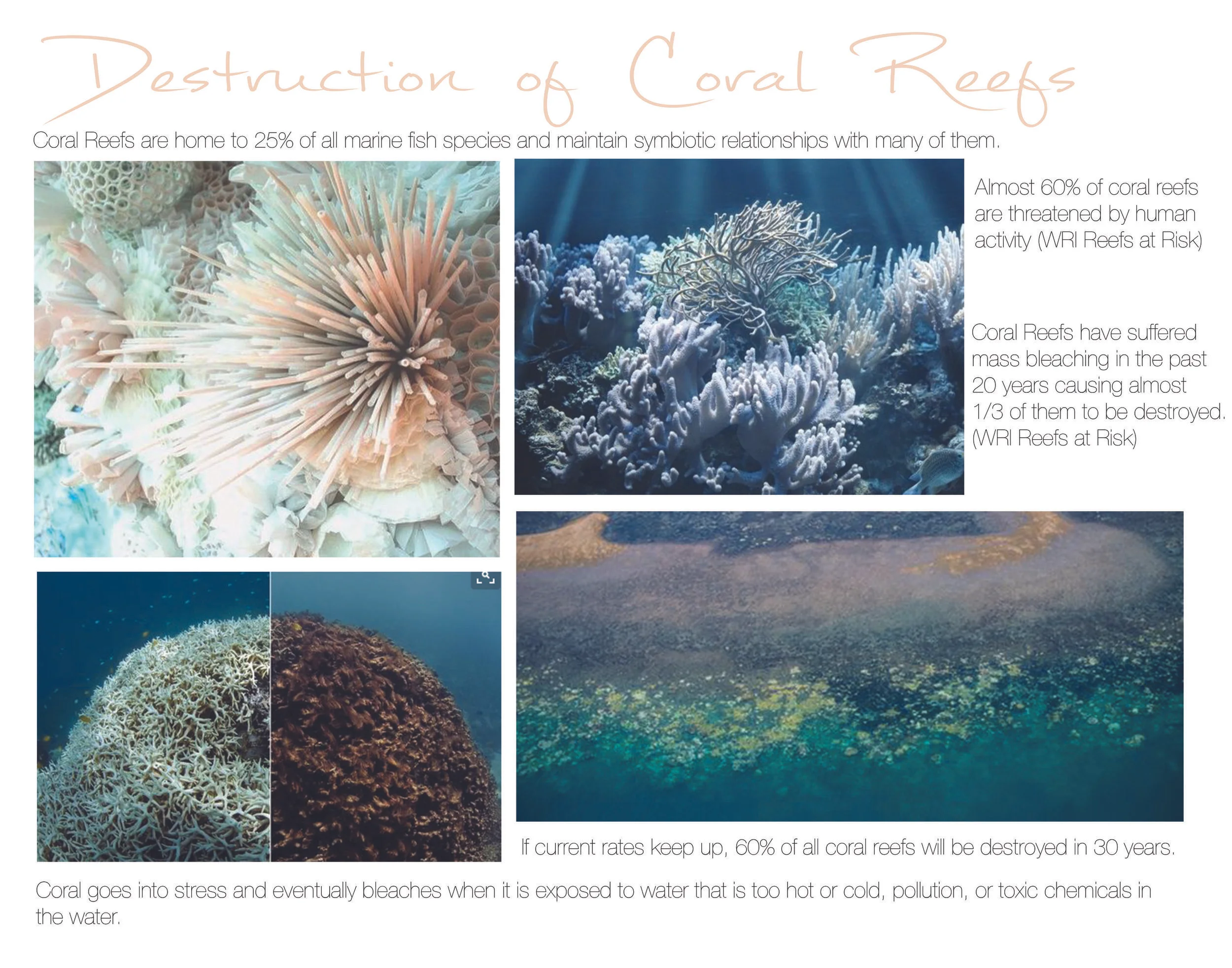 Coral Reef Facts.jpg