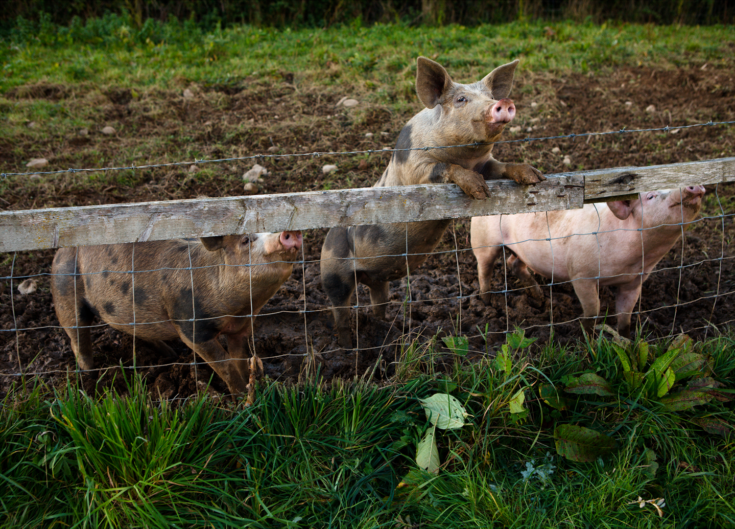 Three pigs in formation