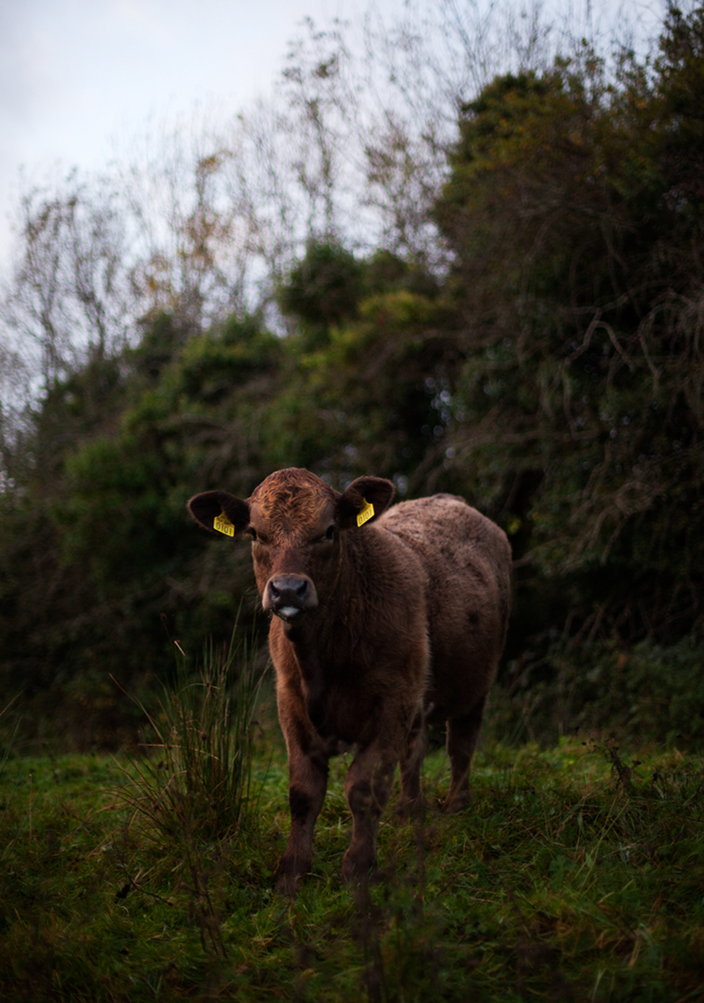 Calf at Sunrise