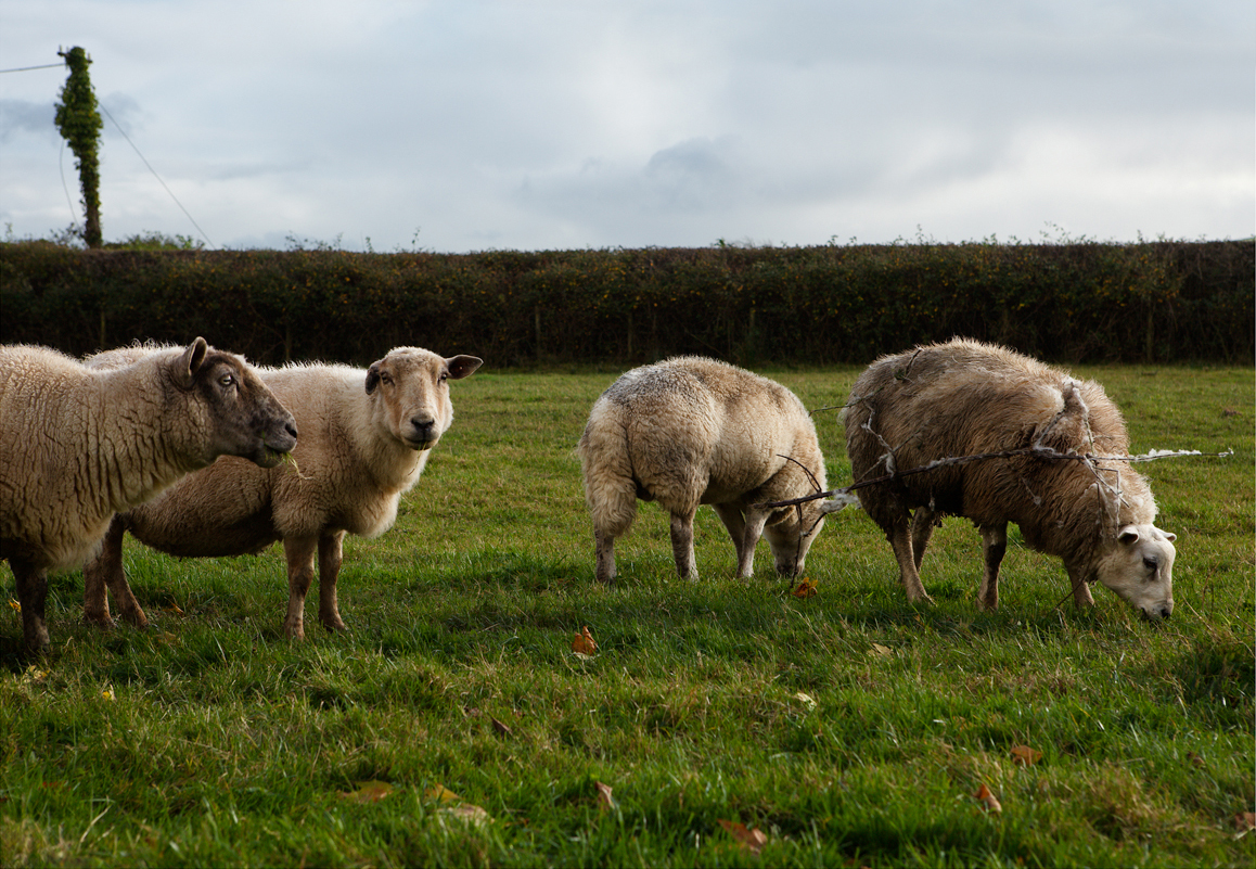 Bramble Sheep among the flock