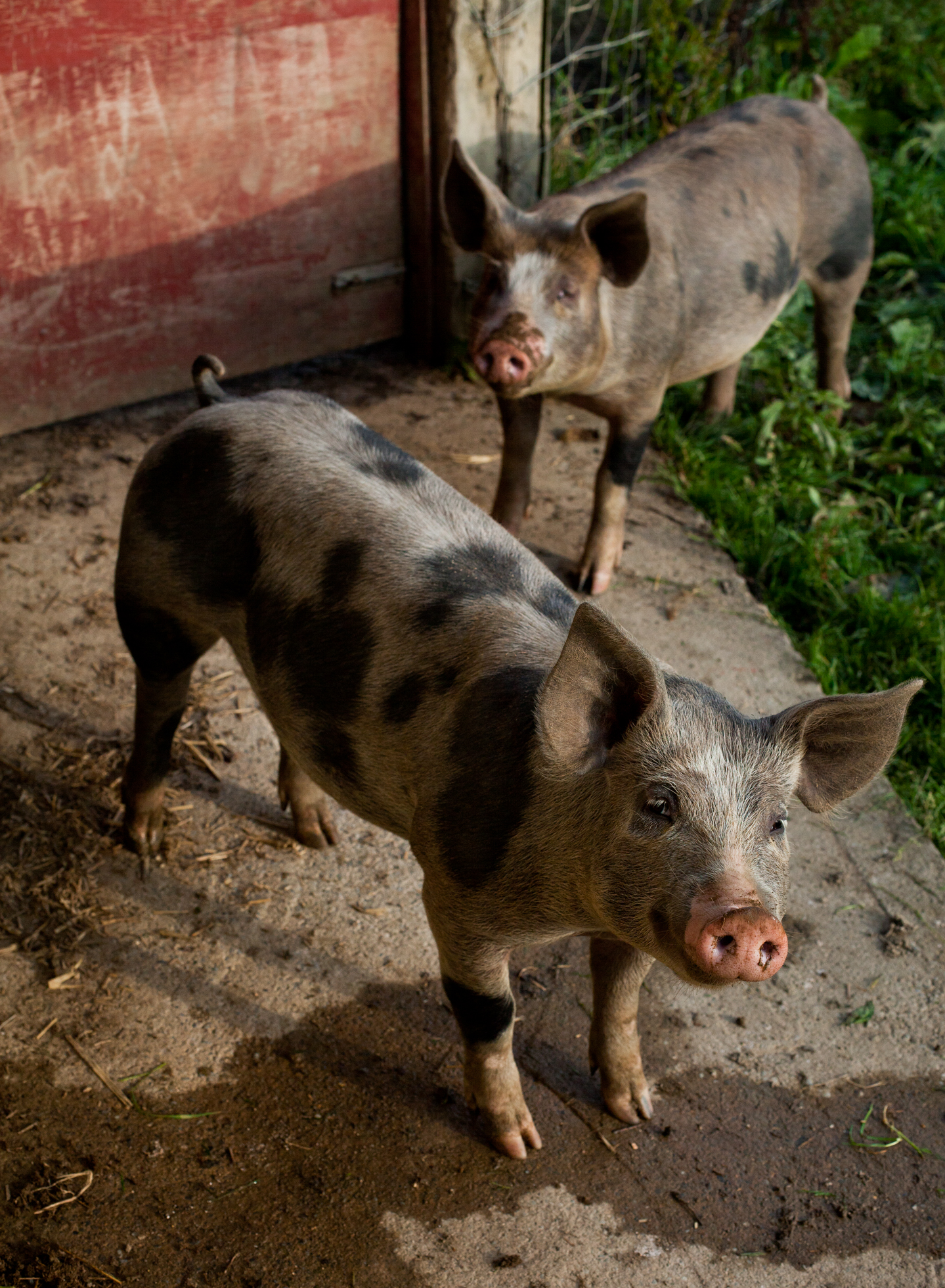 Two pigs in formation