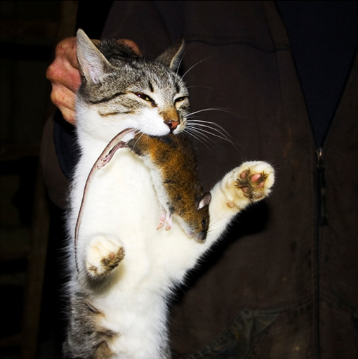 Nezzie with mouse