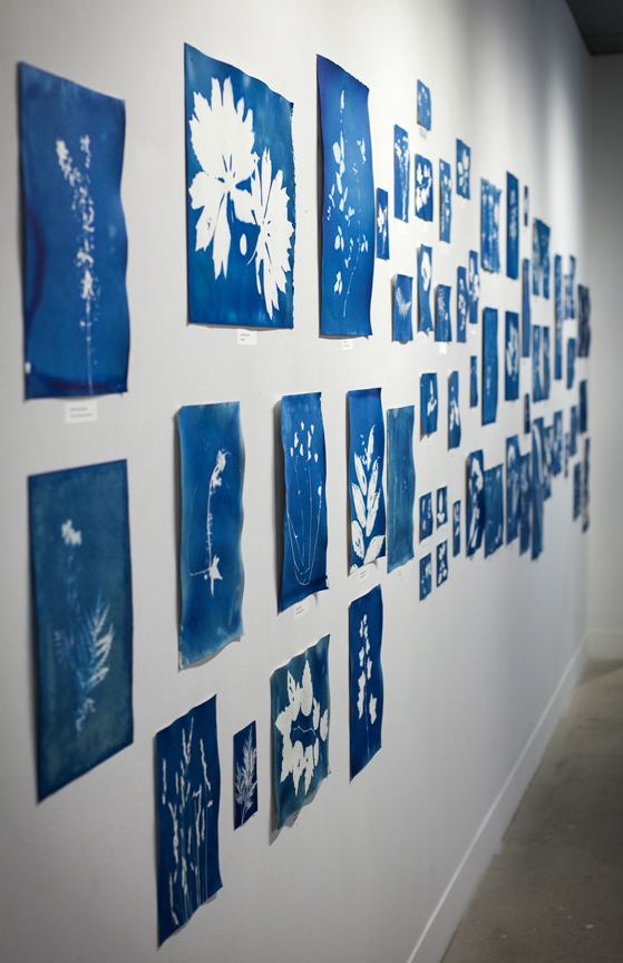 Botanical Sunprints