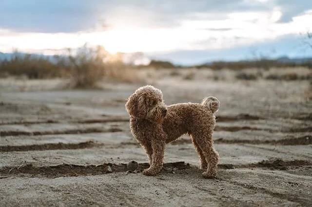 Played catch with this cute doggo until the sun went down.