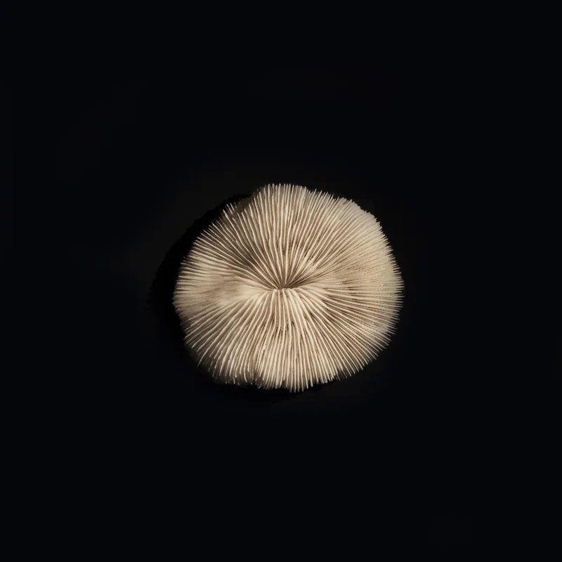 DSF3564.jpg