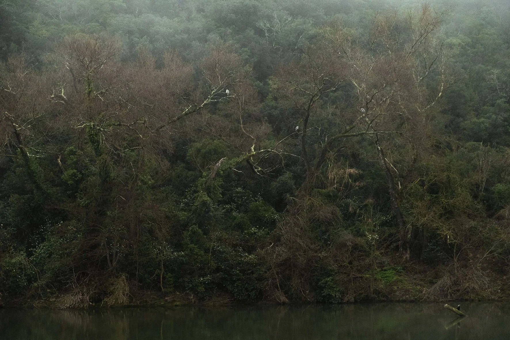 DSCF2339-SITE.jpg