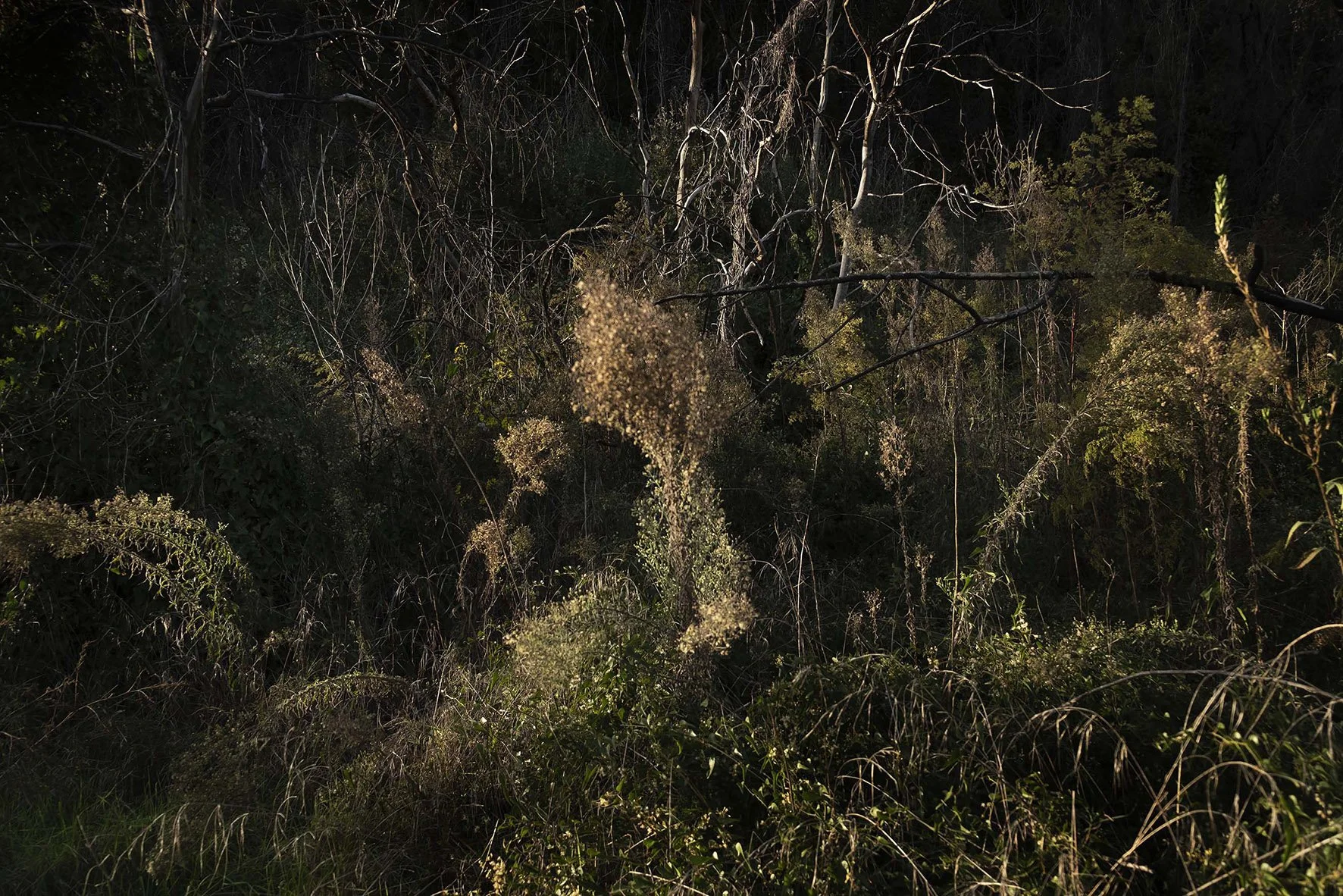 DSCF5547-SITE.jpg