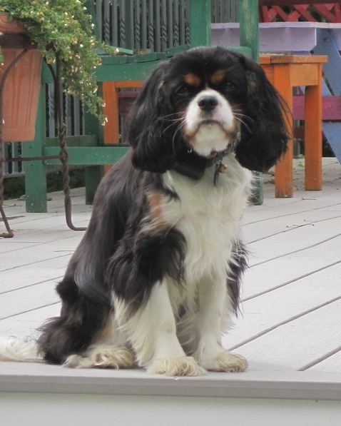 digby deck june 2015 Jun 4, 2015, 9-52 AM.jpeg