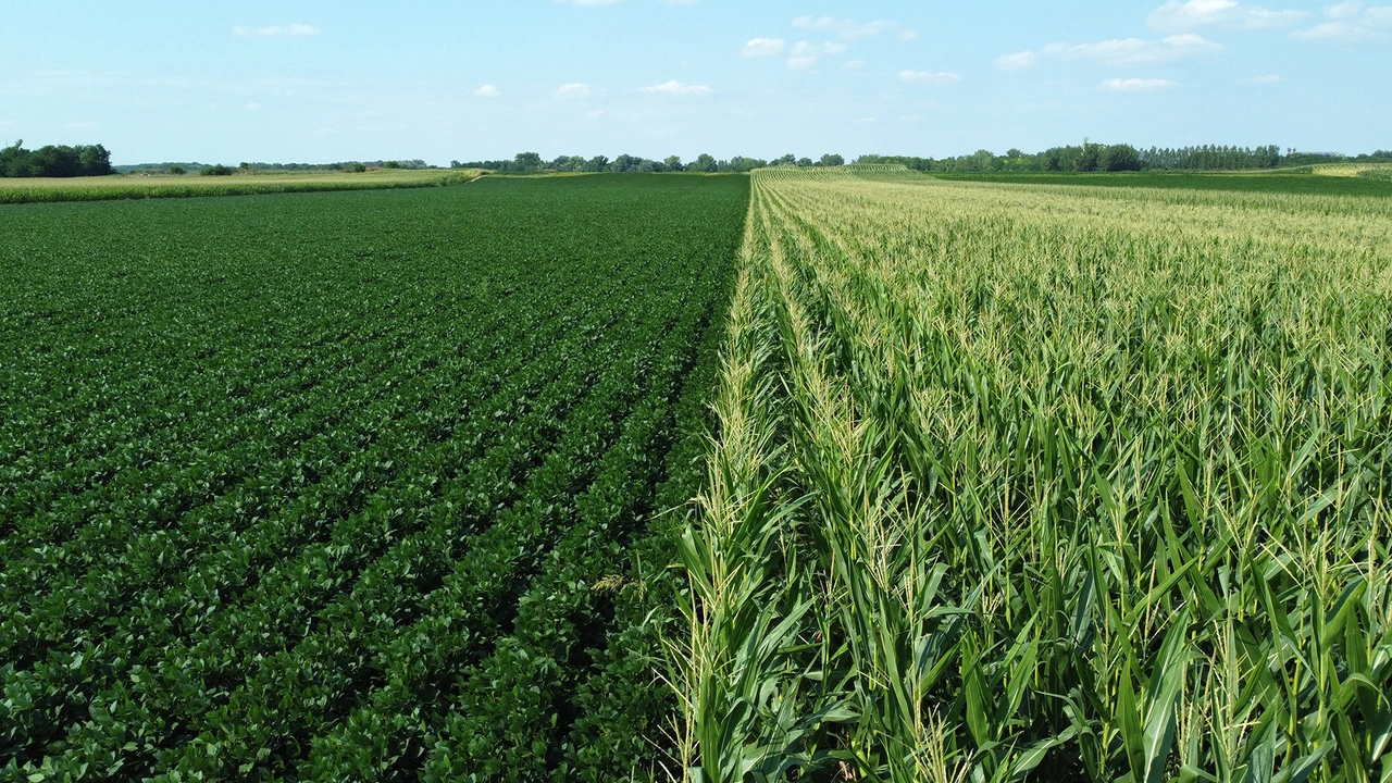 Keep the Same Crop Rotation….. or Change?