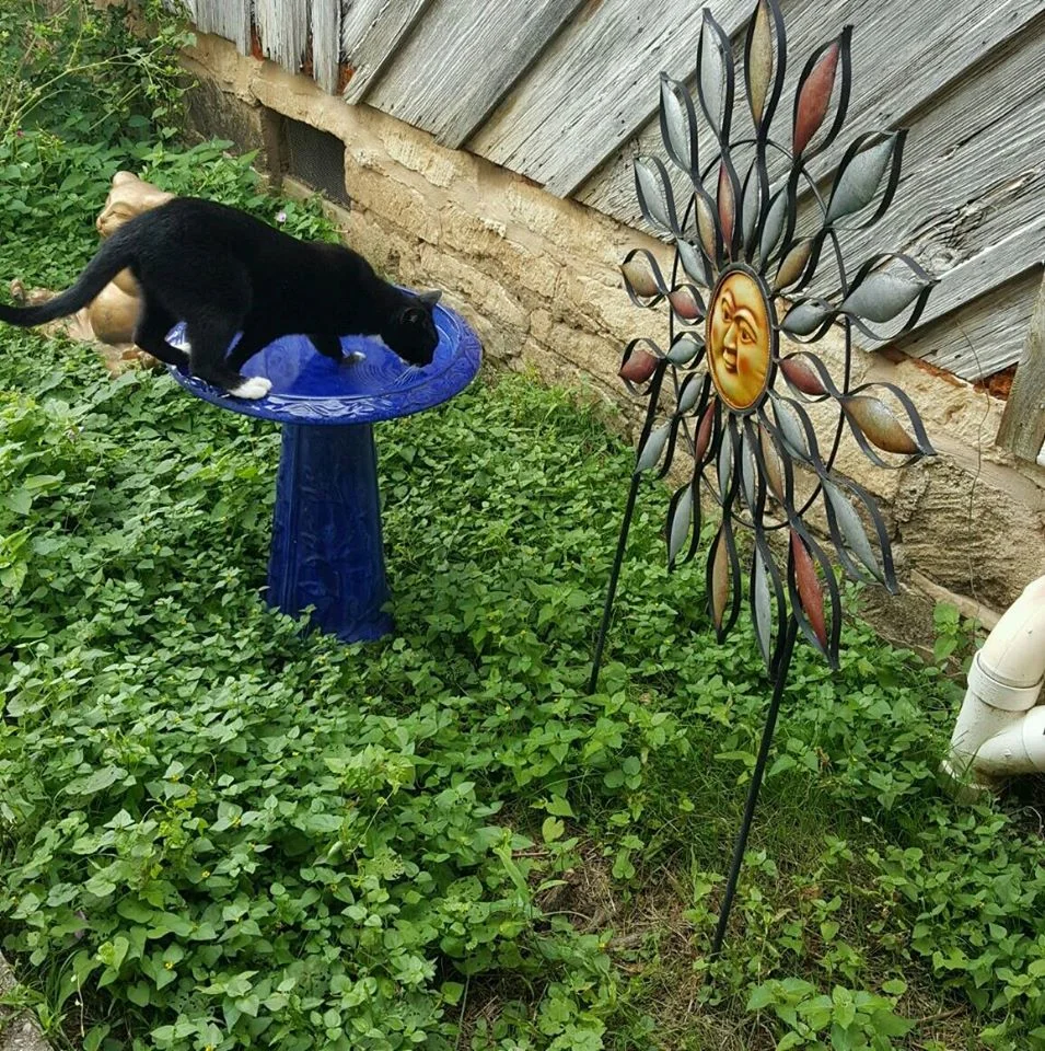 Pet Friendly at Full Moon Inn B&B
