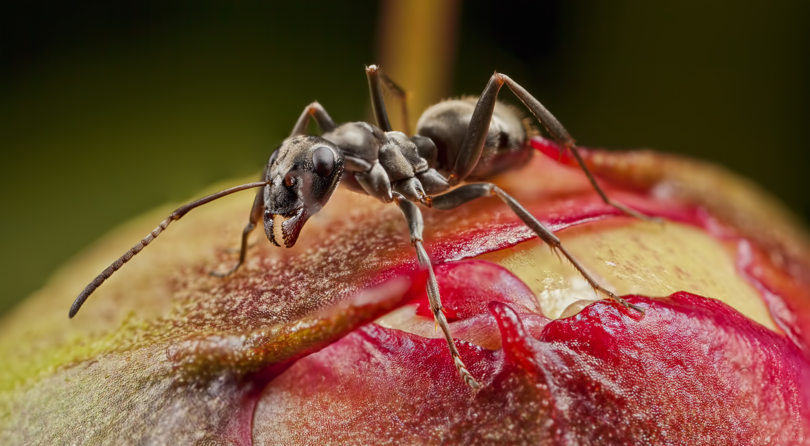 ant_stack_small.jpg