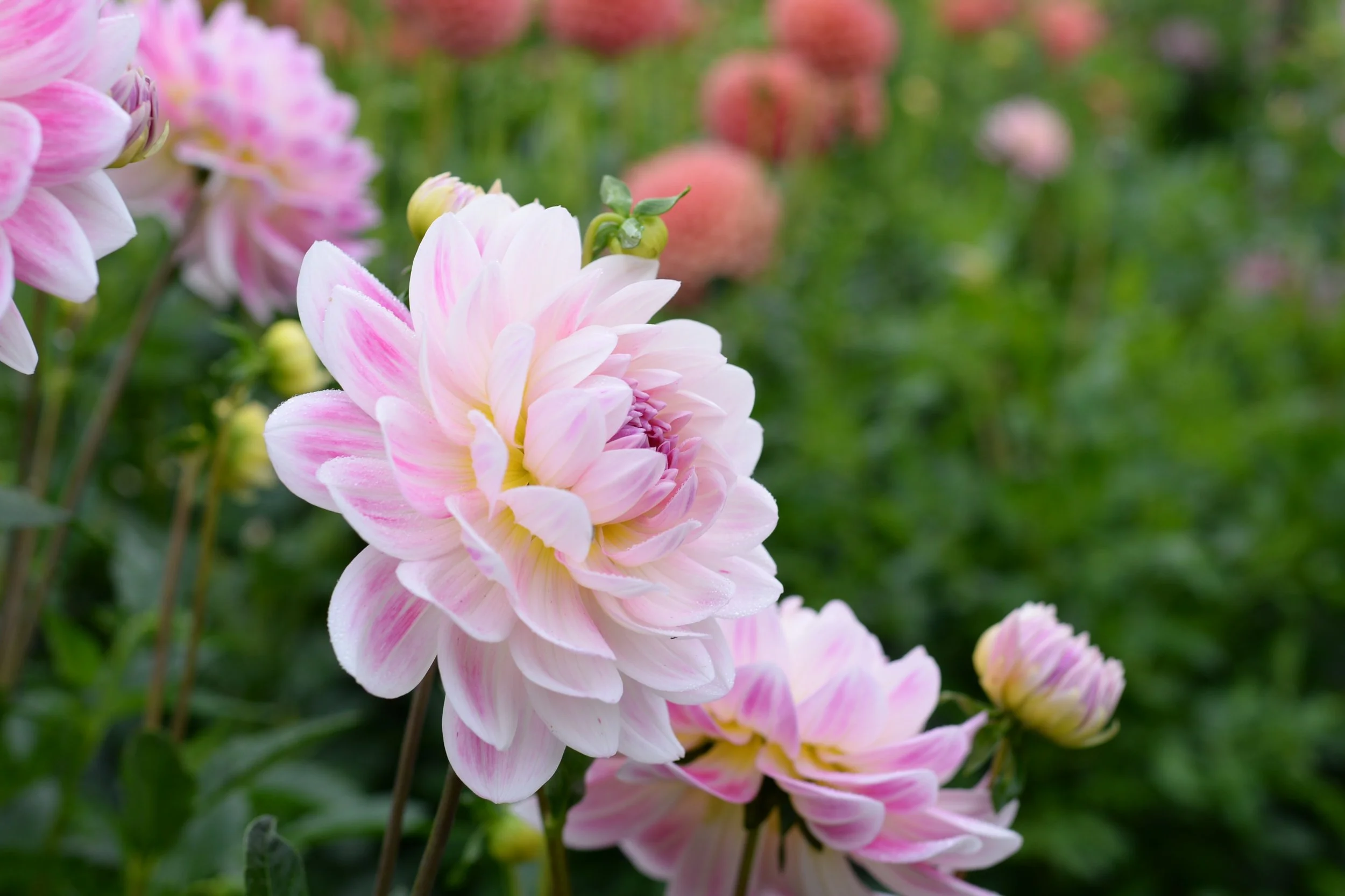 Kelgai Ann - LIMIT ONE PER ORDER SO THAT WE CAN SHARE THE LOVE