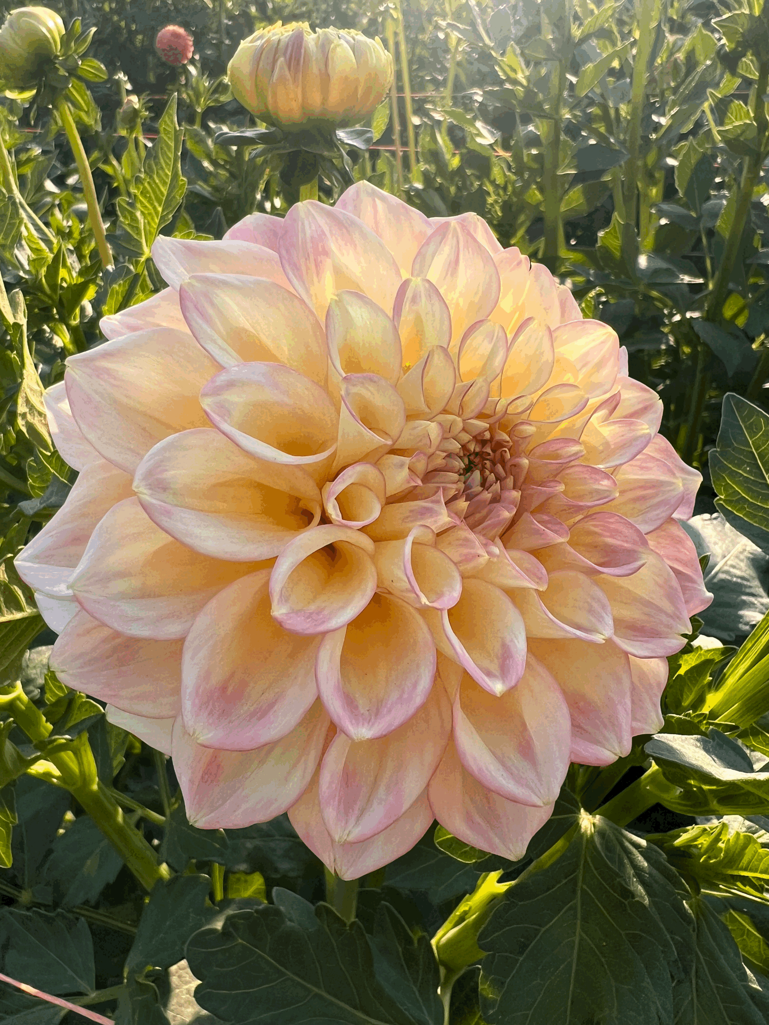 Sidehill Trishie - LIMIT ONE PER ORDER