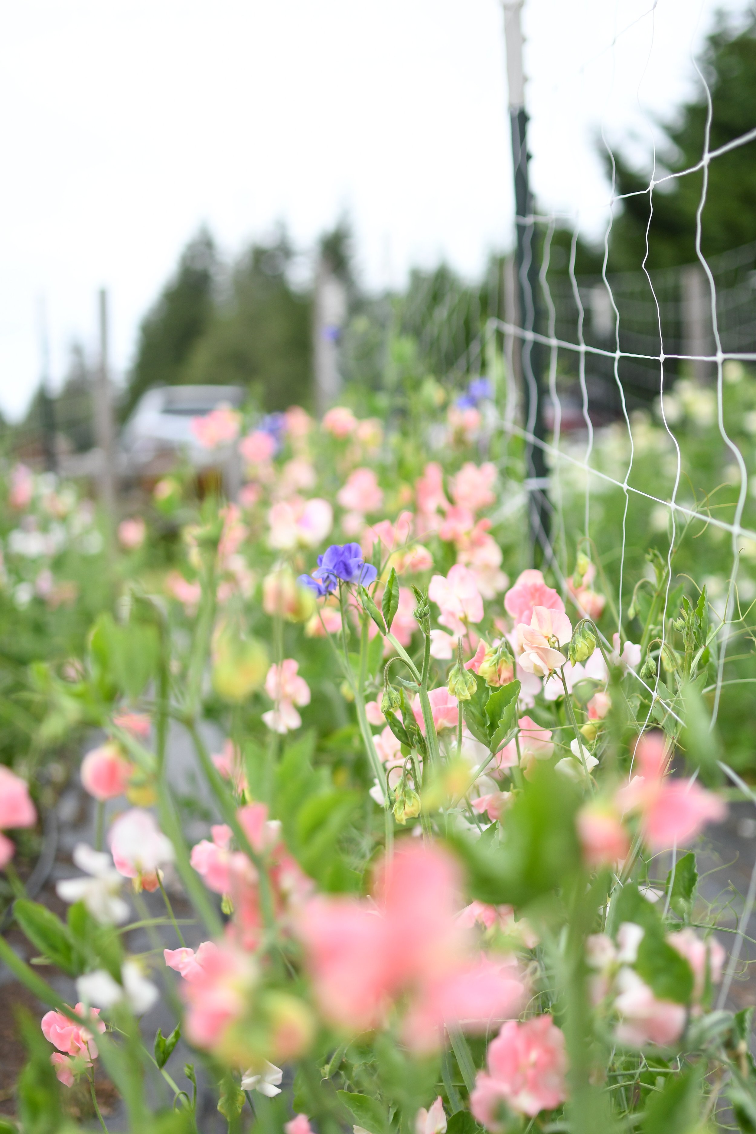 PSX_20240701_211152 3.JPG