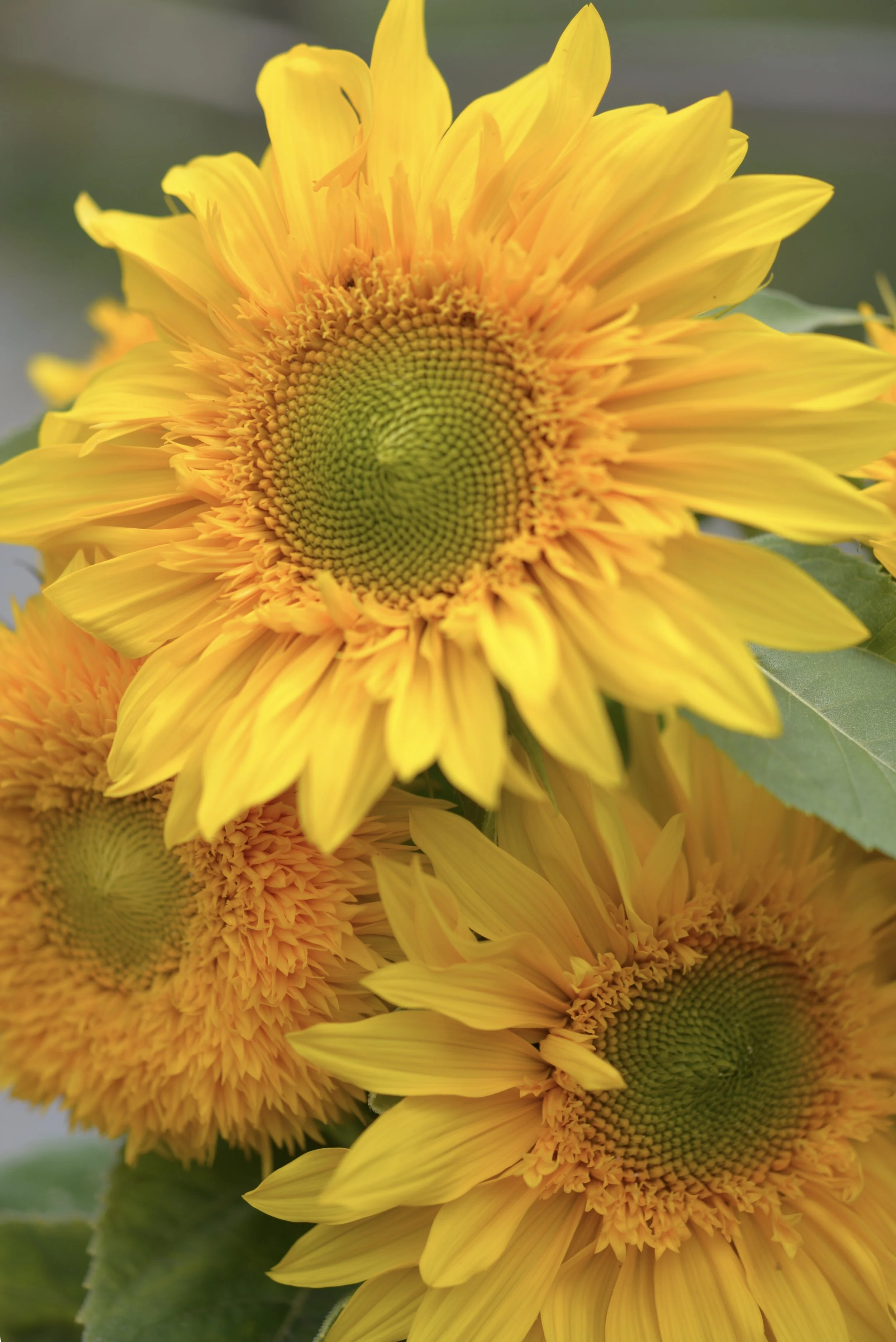 Sunflowers