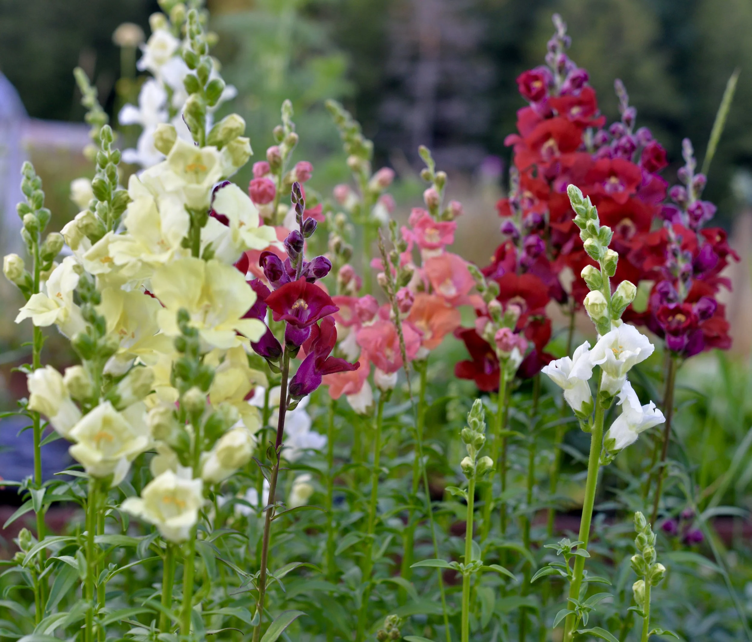 I have love hate relationship with snap dragons. I love the graceful spires in their beautiful colors. As a child I remember pulling the floret's off and pretending to talk with their little mouth's. However the seed sewing of these beautiful flowers can be a devil. The seeds are so tiny and impossible to pick up one by one by hand. Don't be tempted to just sprinkle seeds on your cell packs. The easiest way I have found to sew these impossibly small seeds is by having a wooden cocktail stick & a cup of water. Dip the end of the cocktail stick in water and then carefully tap one of the seeds with your moist cocktail stick, hopefully you will just attached one seed and then tap it into your seed cell. Snap dragons only need a light covering of soil. Your seed cells must be watered from the bottom so that you do not risk washing away the seeds by watering from the top. Once the seeds have germinated & are a little stronger then you can water from the top. Seeds can be started inside 8-10 weeks before the last frost date.