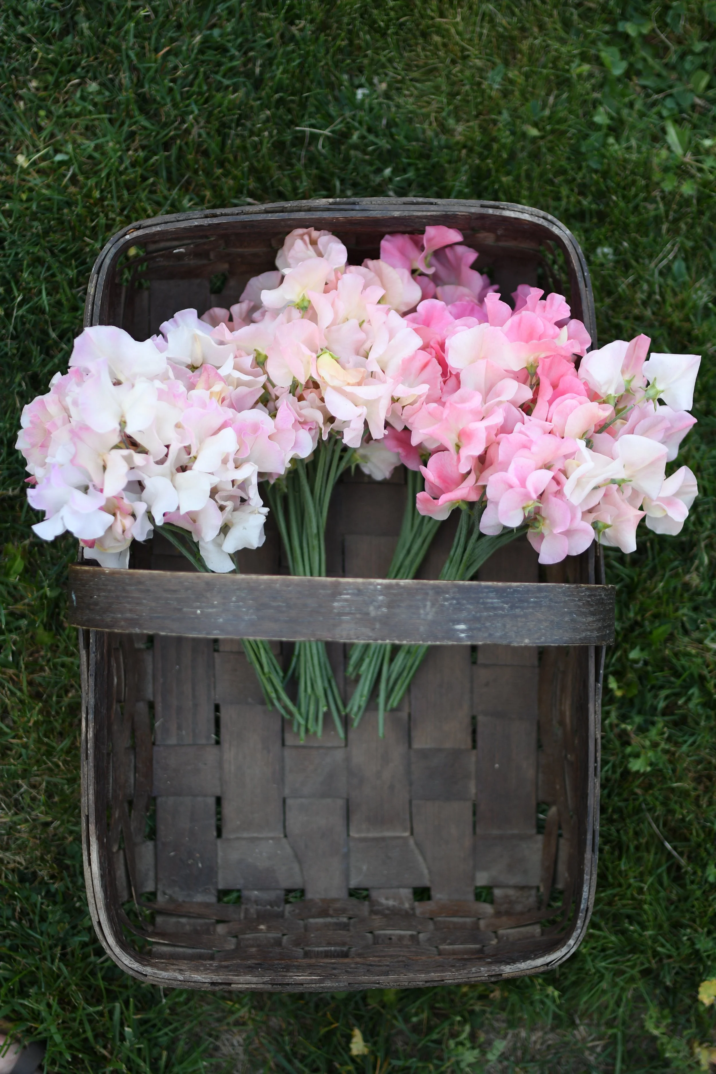 Monthly Musings - July 2023