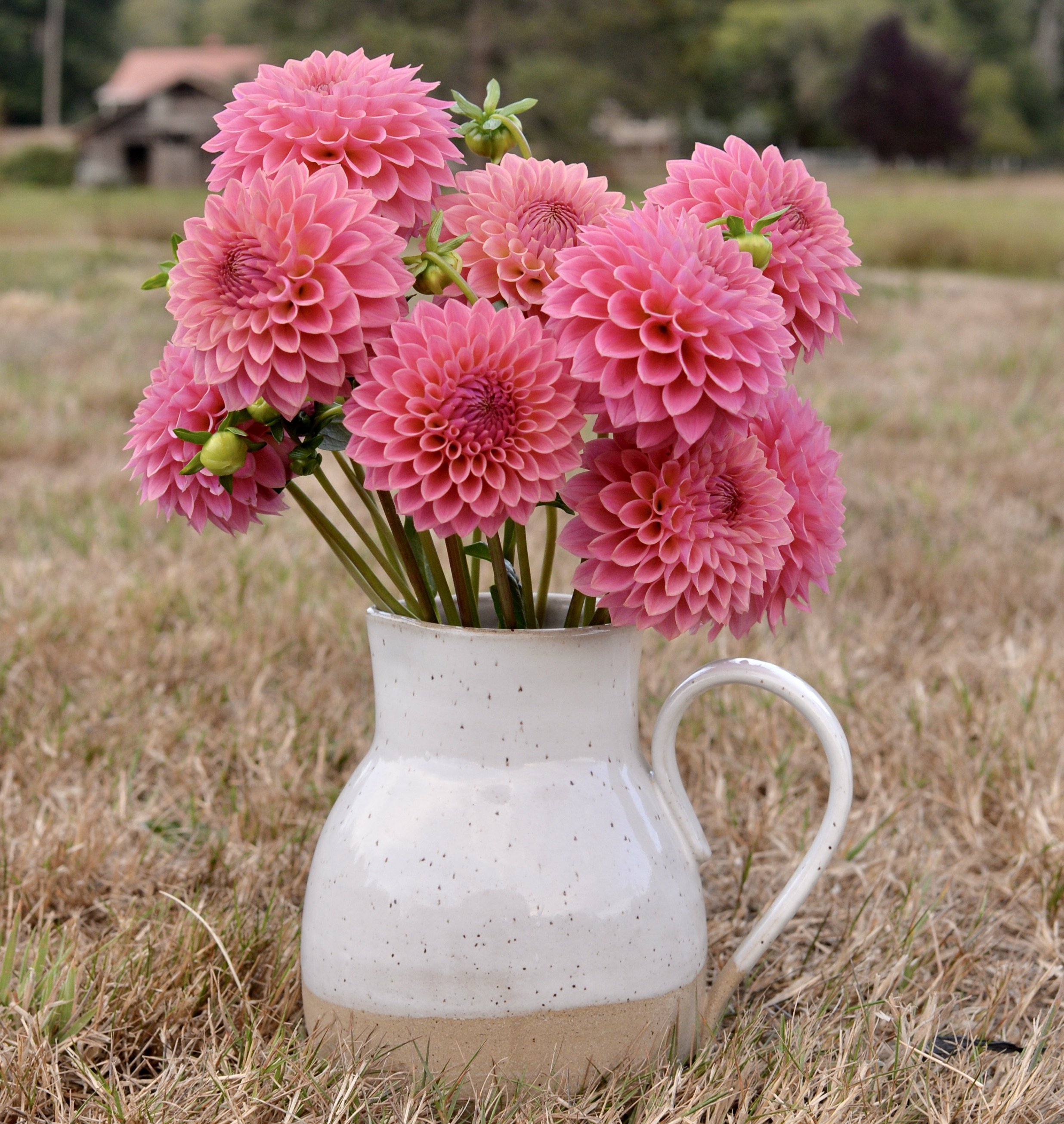 Ryecroft Pride. - LIMIT TWO PER ORDER