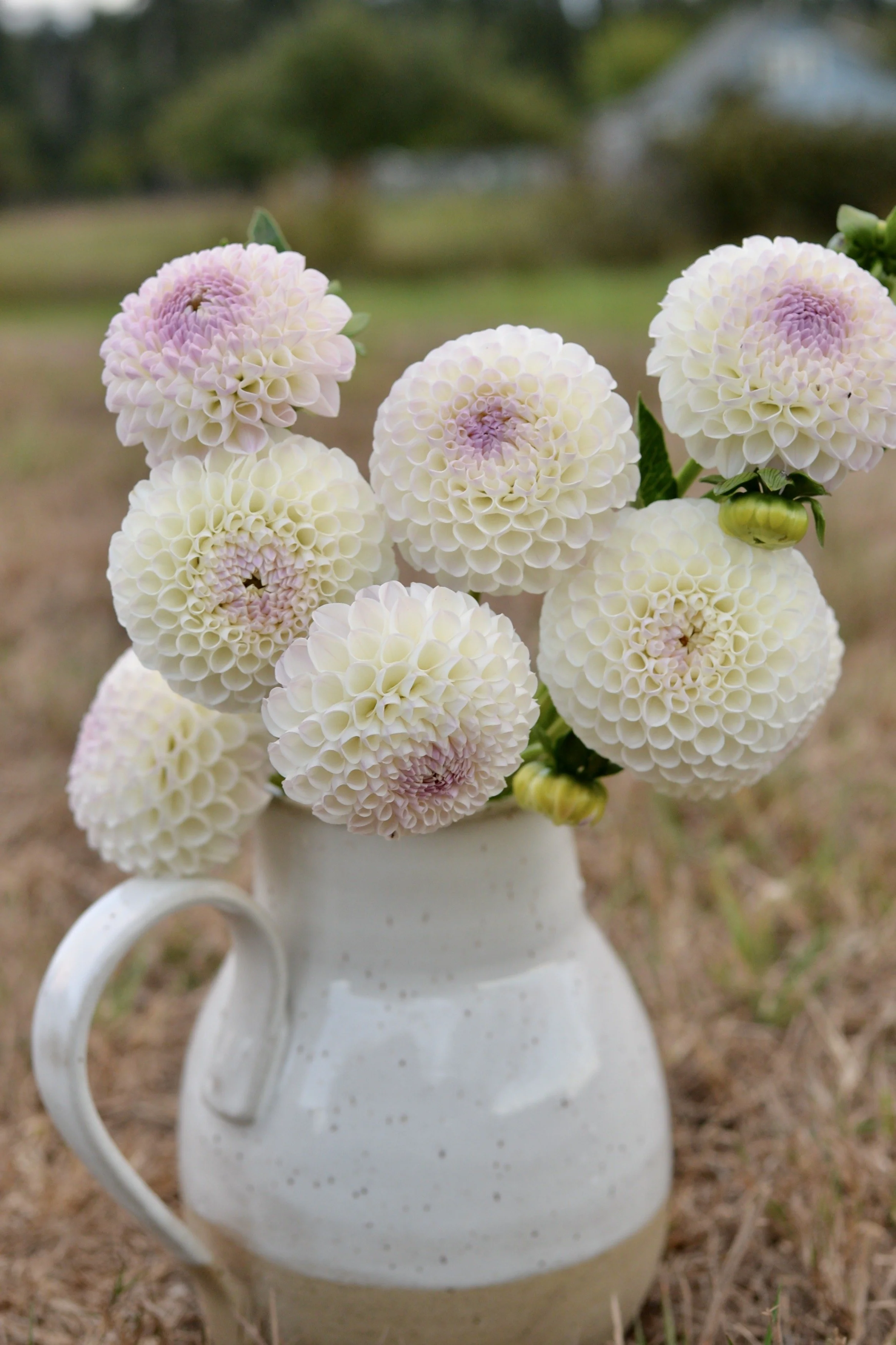 Hollyhill Miss White