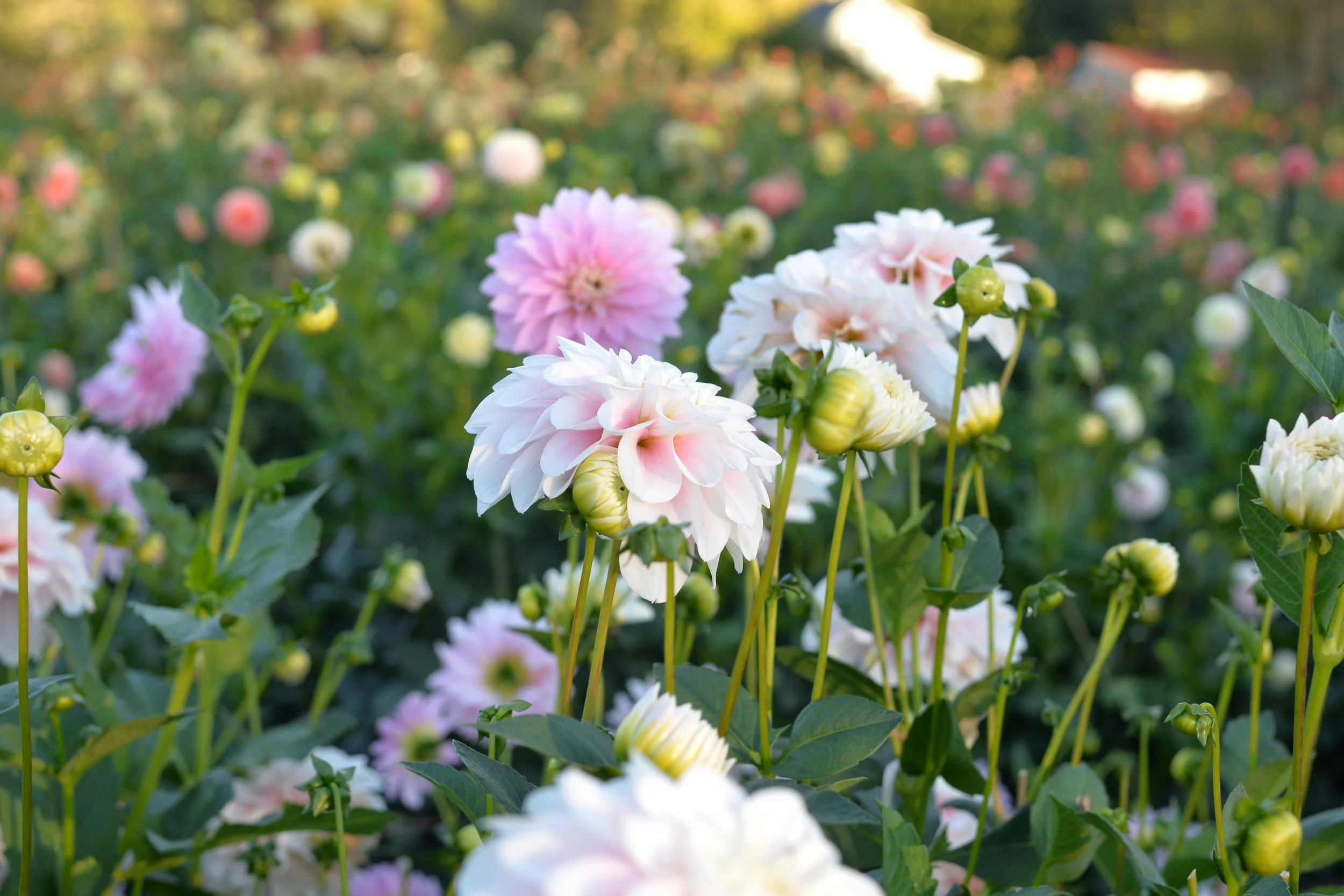 Dahlia Field Experience &amp; Meet The Farmer