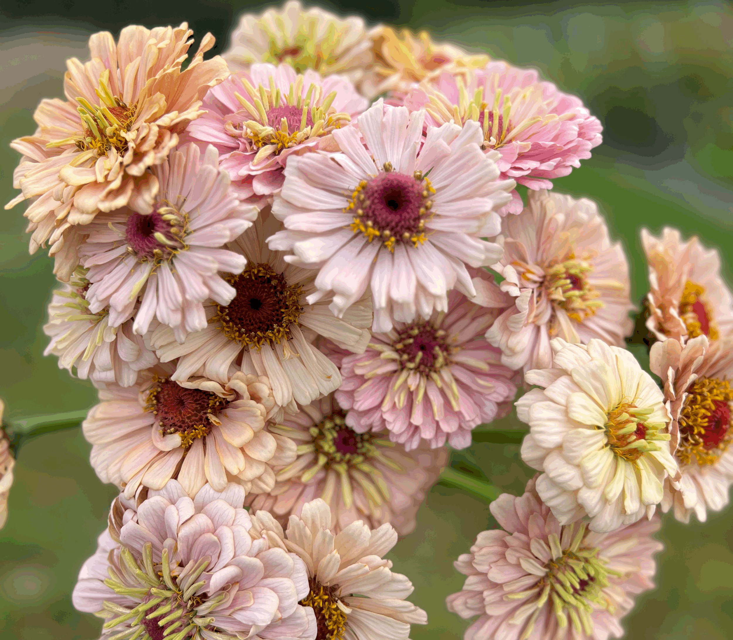 Zinnias - Pretty in Pink Collection