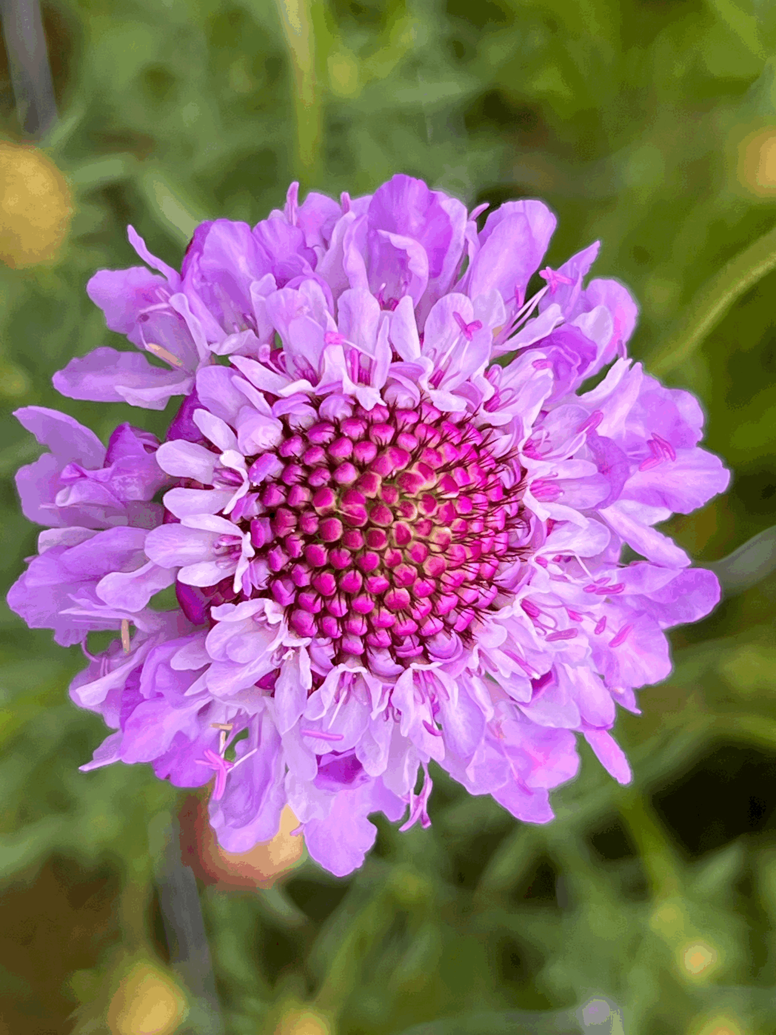 Pin Cushion Flower (Scabiosa)