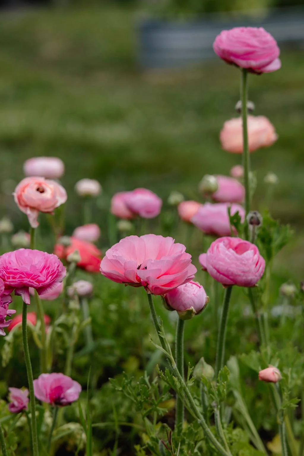 May Day Spring Plant Market &amp; Meet The Farmer