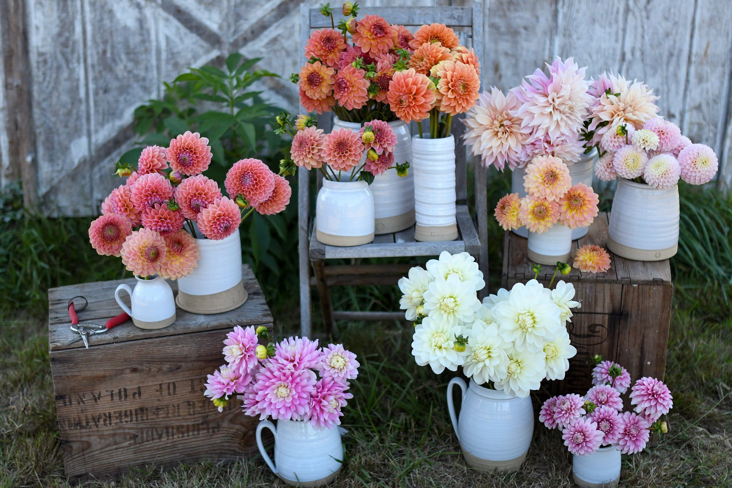 On Line Dahlia Tuber Sale