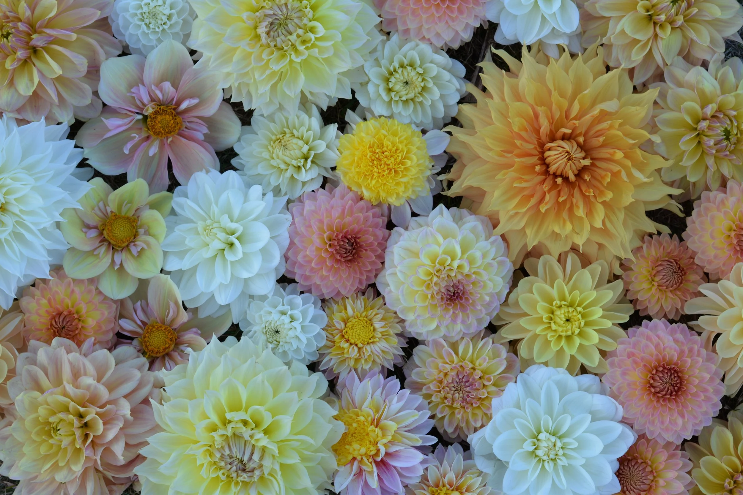 Learning How to Divide Dahlia Tubers   