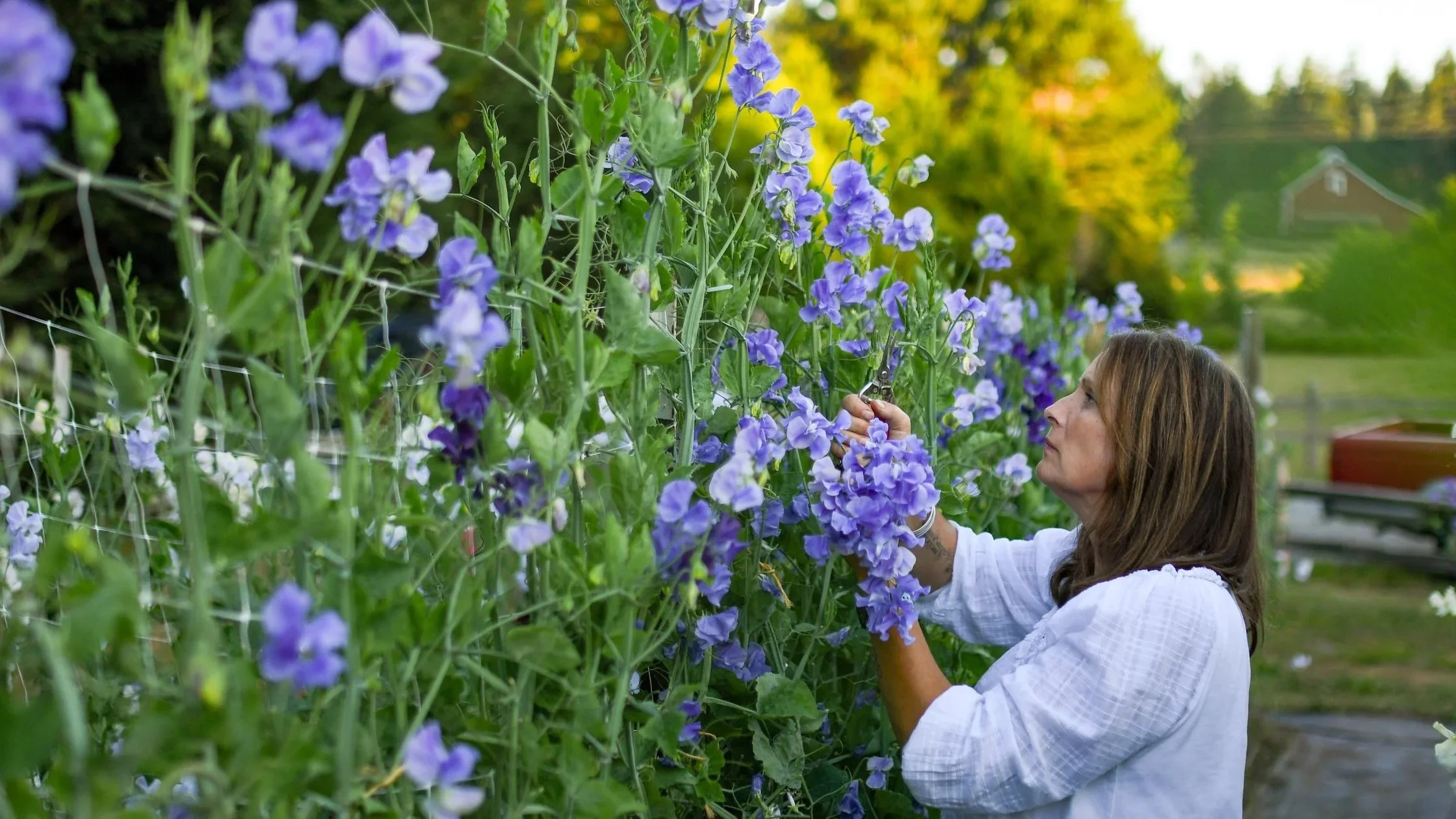 A woman in a white shirt prunes purple flowering plants on a garden trellis during daylight.