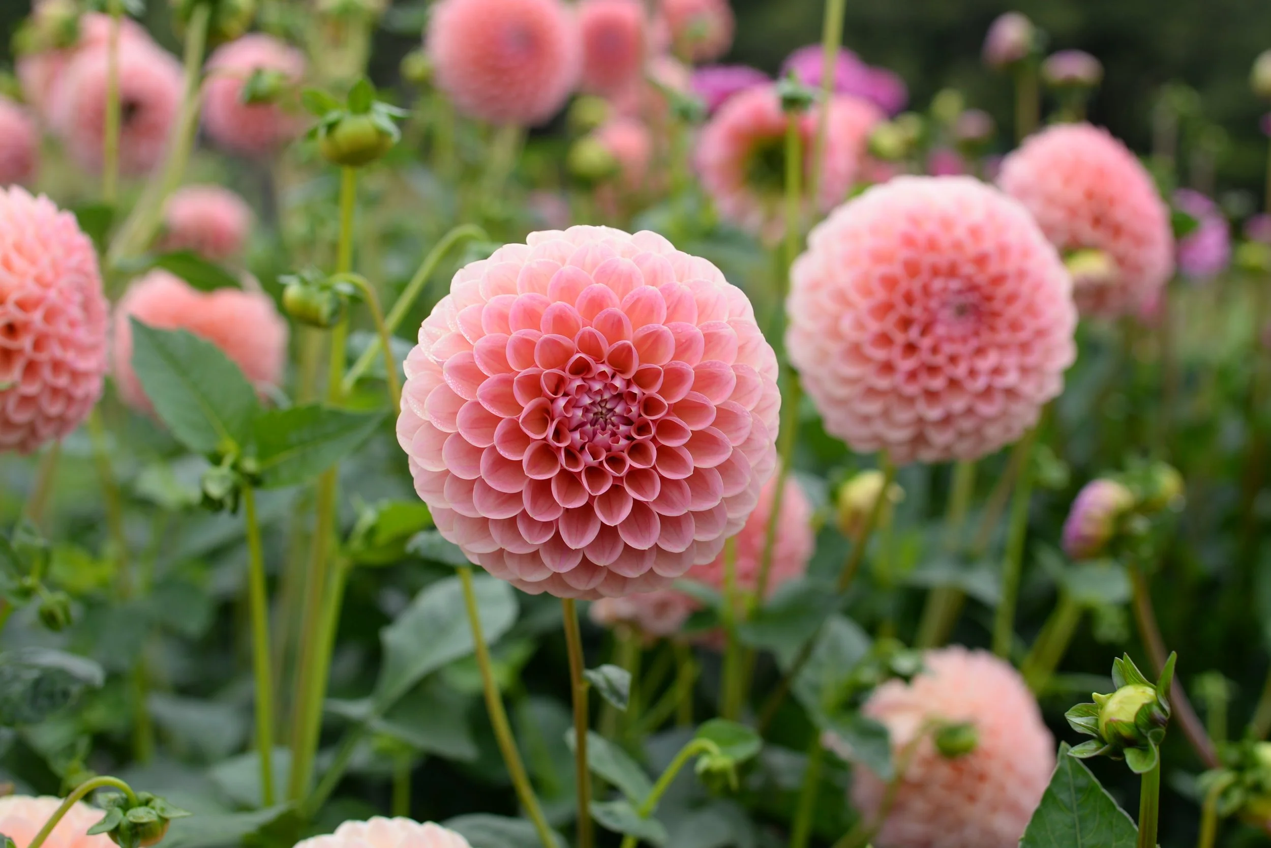 Close-up of pink dahlias flowers in bloom with green leaves in the background.